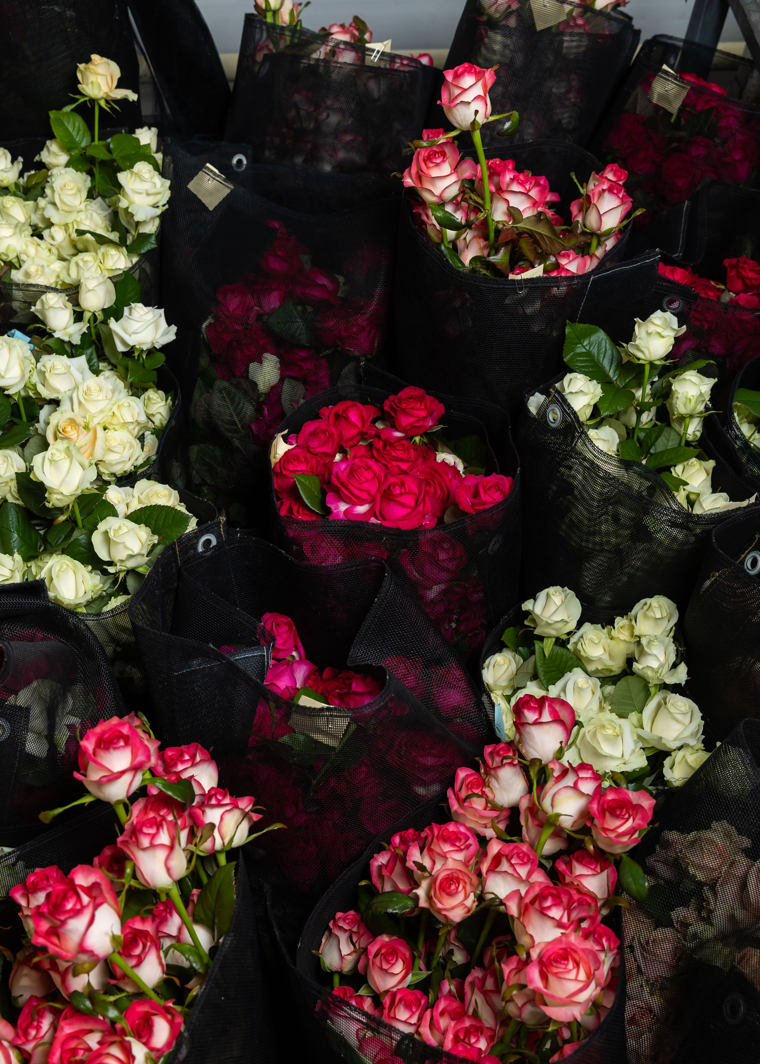 26.02.2026 Цветополис. ФОТОГРАФ ВИНОГРАДОВА ДАРЬЯ