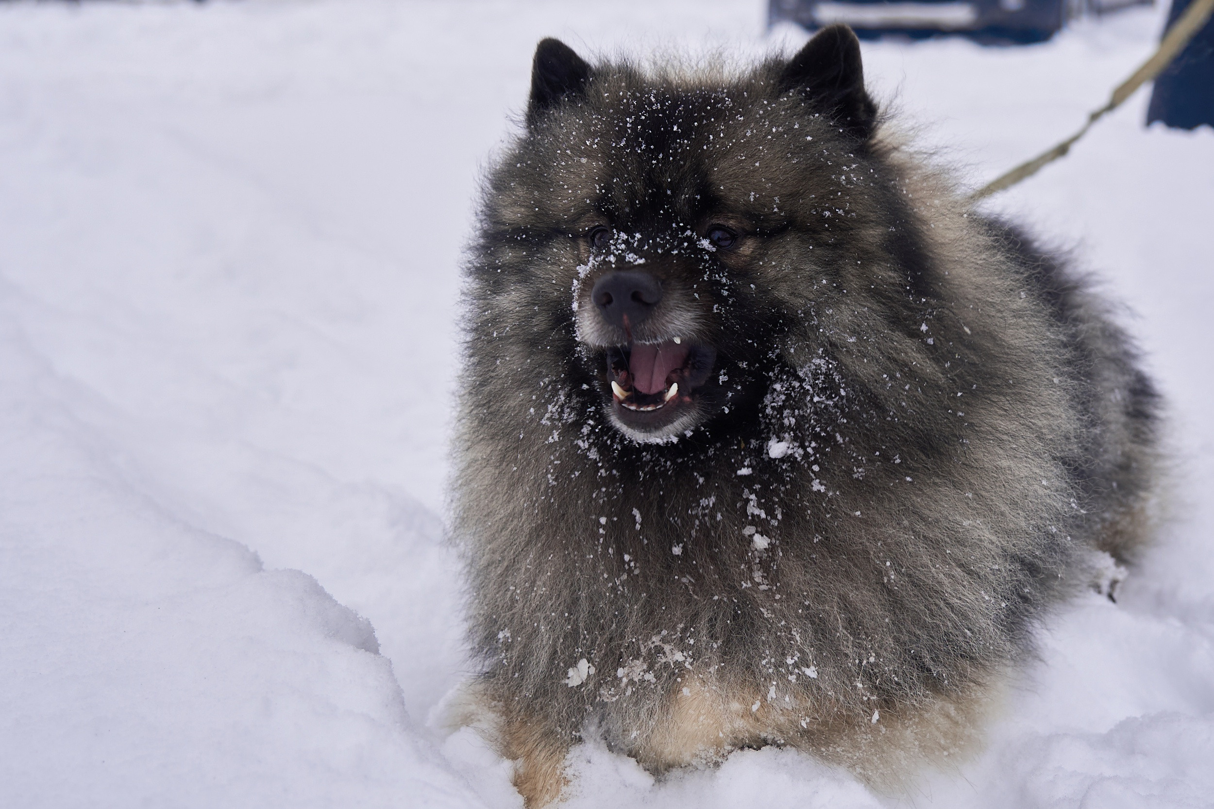 Зимний кубок СДС по рыбной ловле. Семейный фотограф Владимир Просвиркин. г. Самара