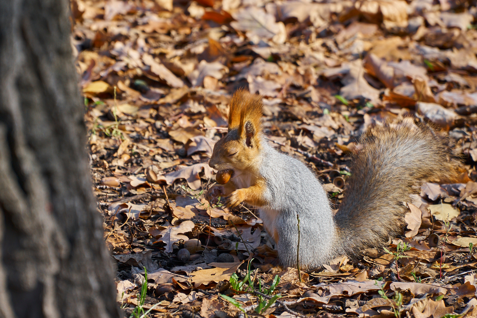 Удивительное рядом. Семейный фотограф Владимир Просвиркин. г. Самара