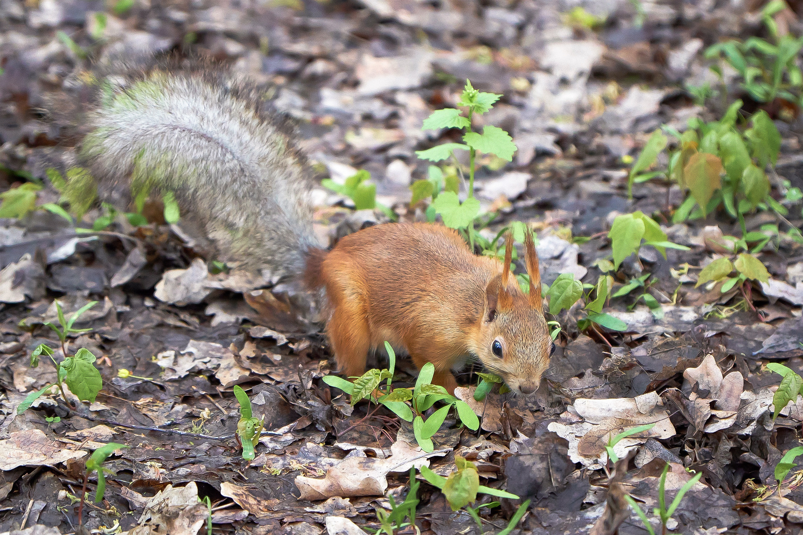 Удивительное рядом. Семейный фотограф Владимир Просвиркин. г. Самара