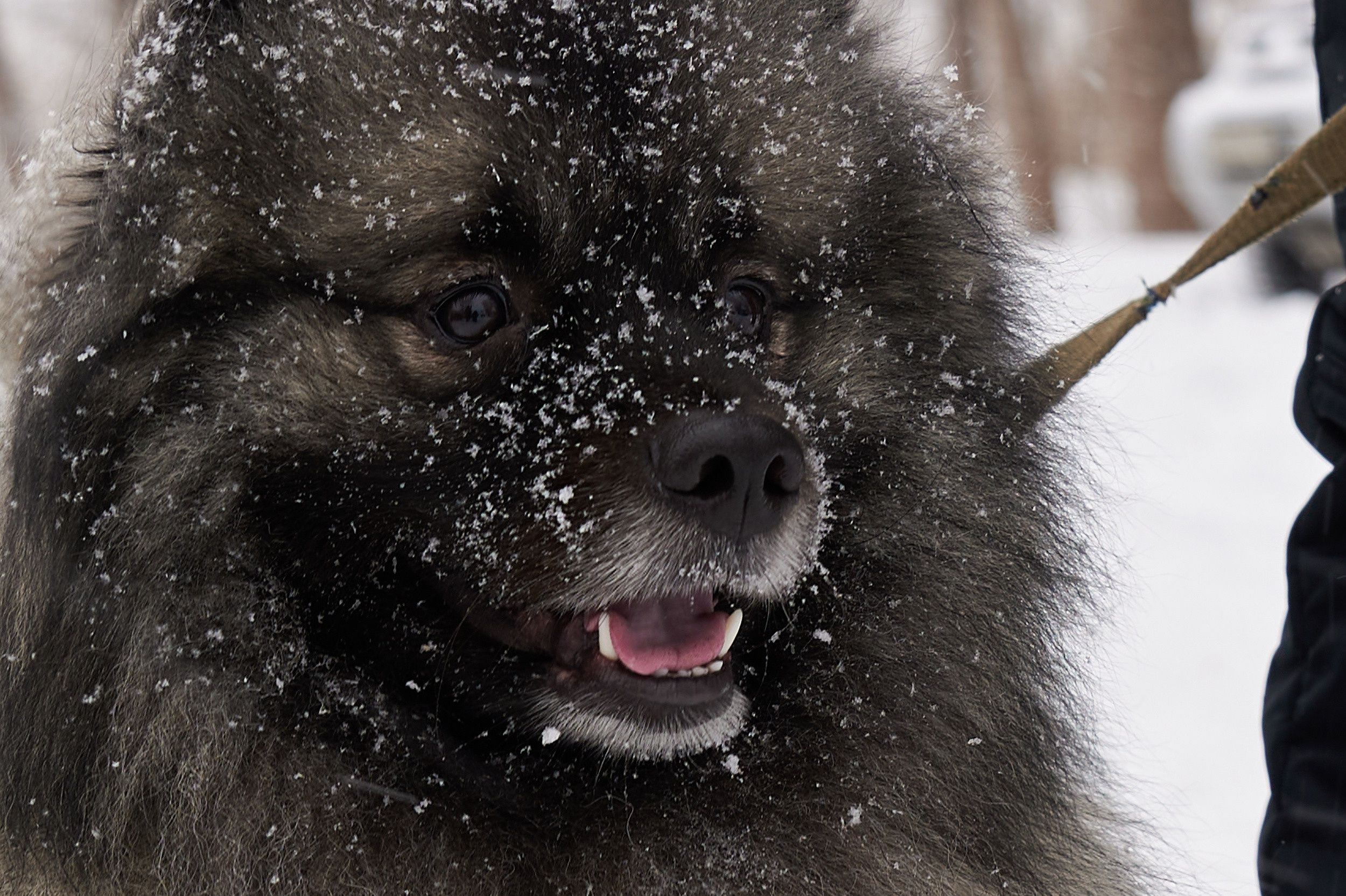 Зимний кубок СДС по рыбной ловле. Семейный фотограф Владимир Просвиркин. г. Самара
