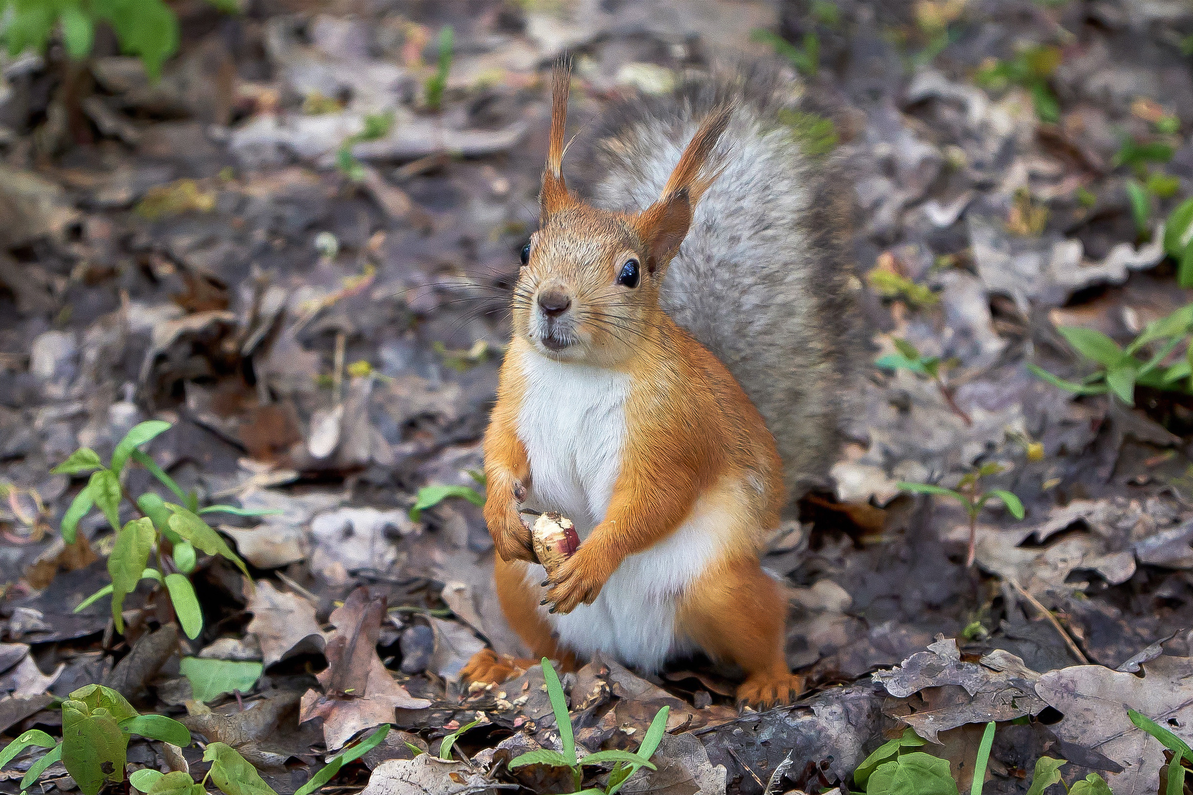 Удивительное рядом. Семейный фотограф Владимир Просвиркин. г. Самара