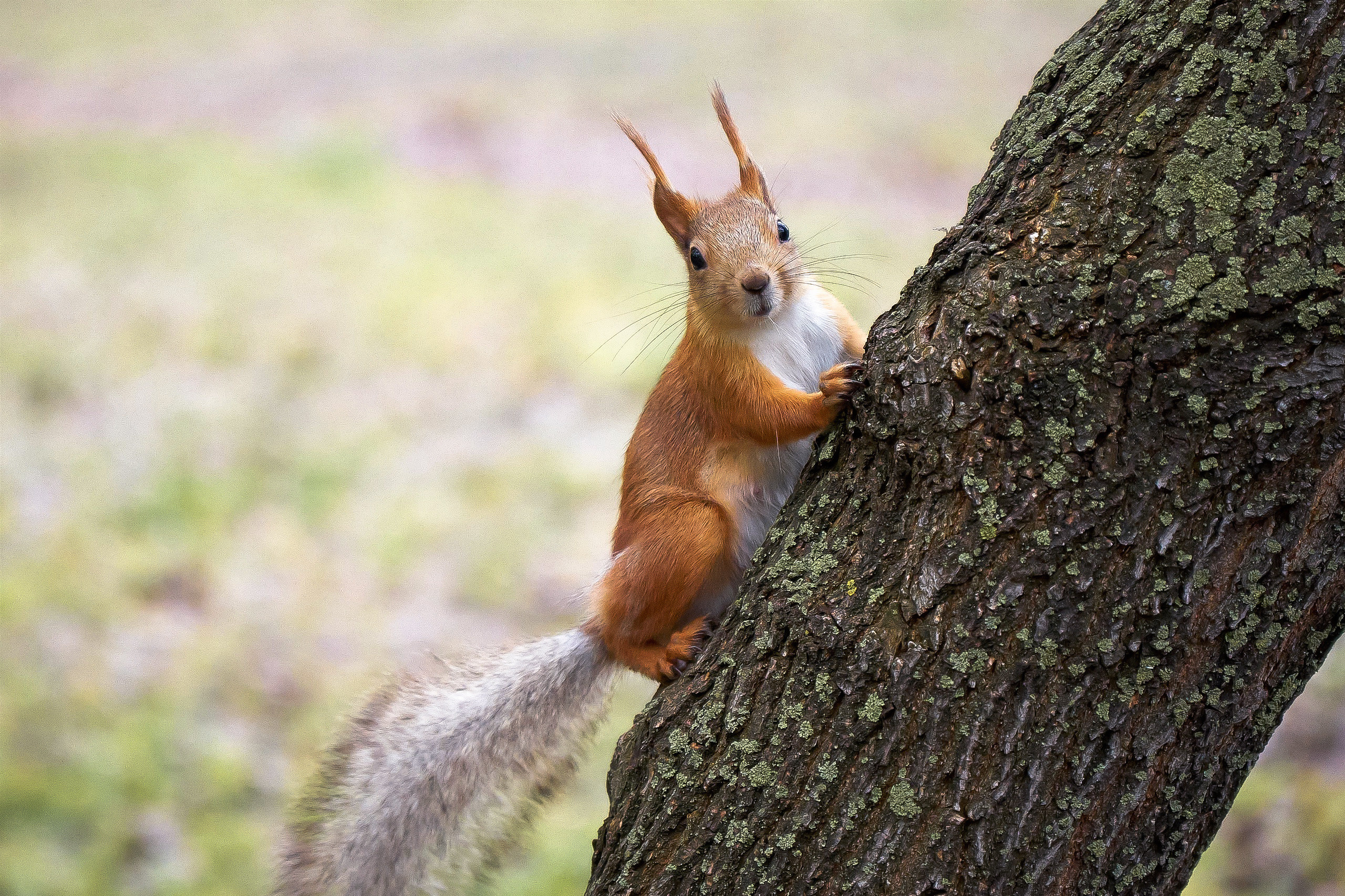 Удивительное рядом. Семейный фотограф Владимир Просвиркин. г. Самара