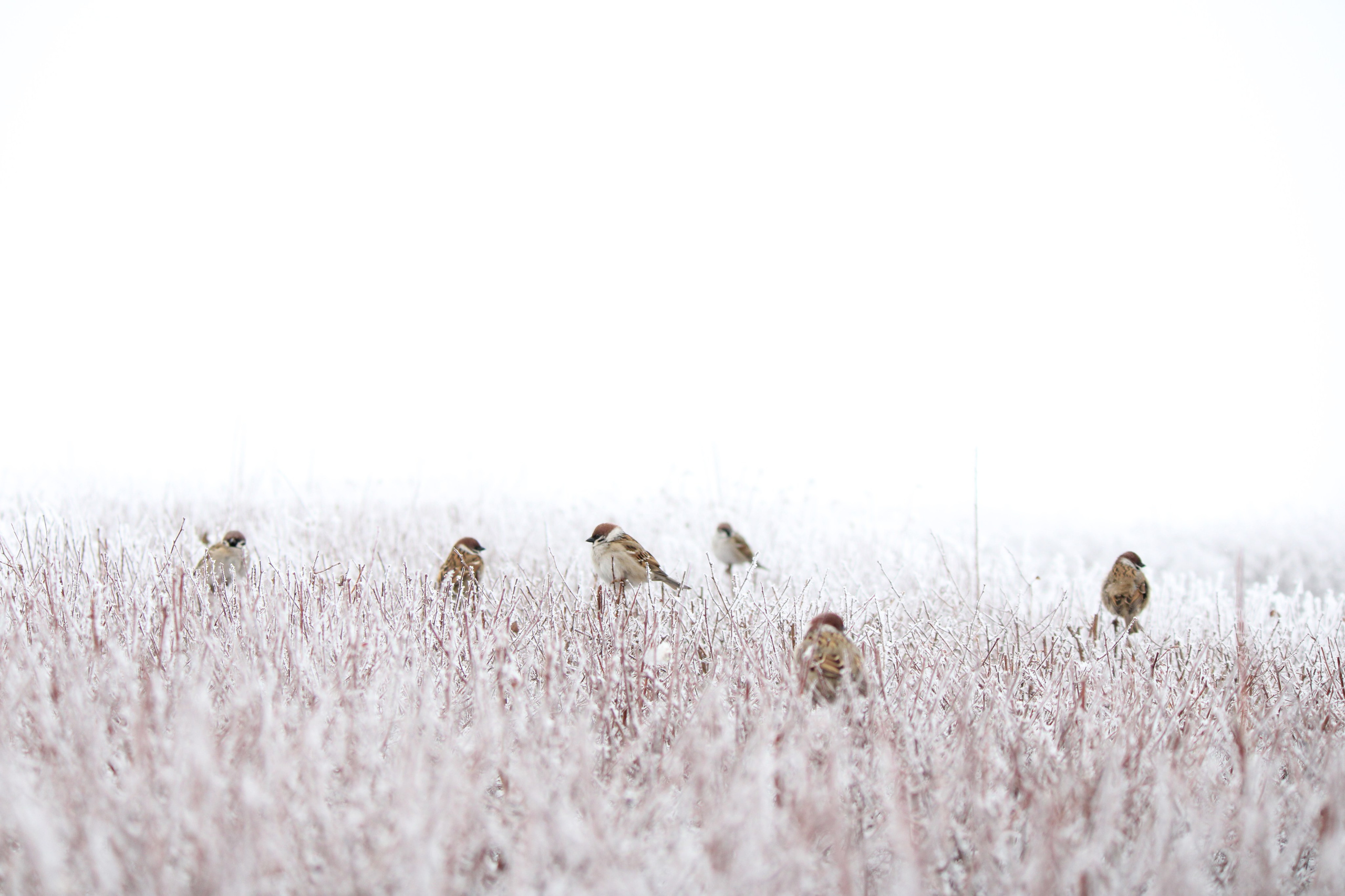 О себе. Фотограф Наталья Мершина