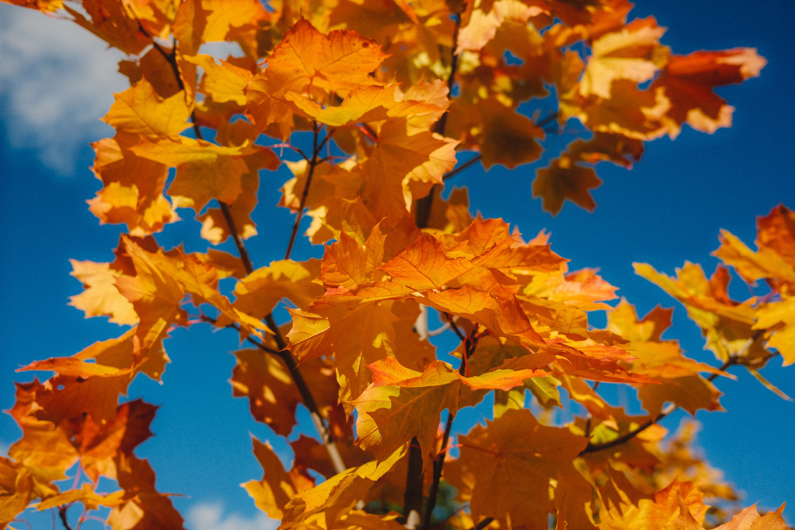 2022.10. Фотограф Алексей Алексеев