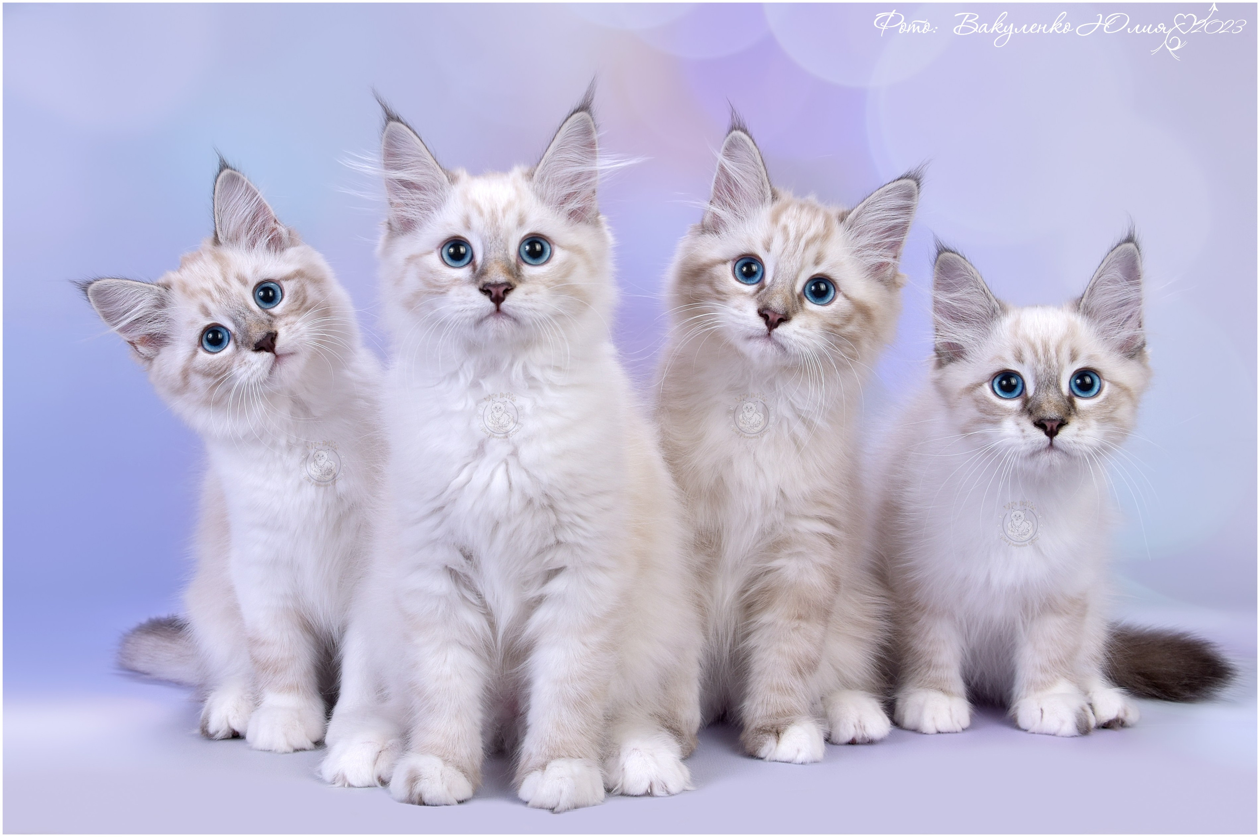 Котята. Фотограф анималист | семейный Юлия Вакуленко, г. Краснодар