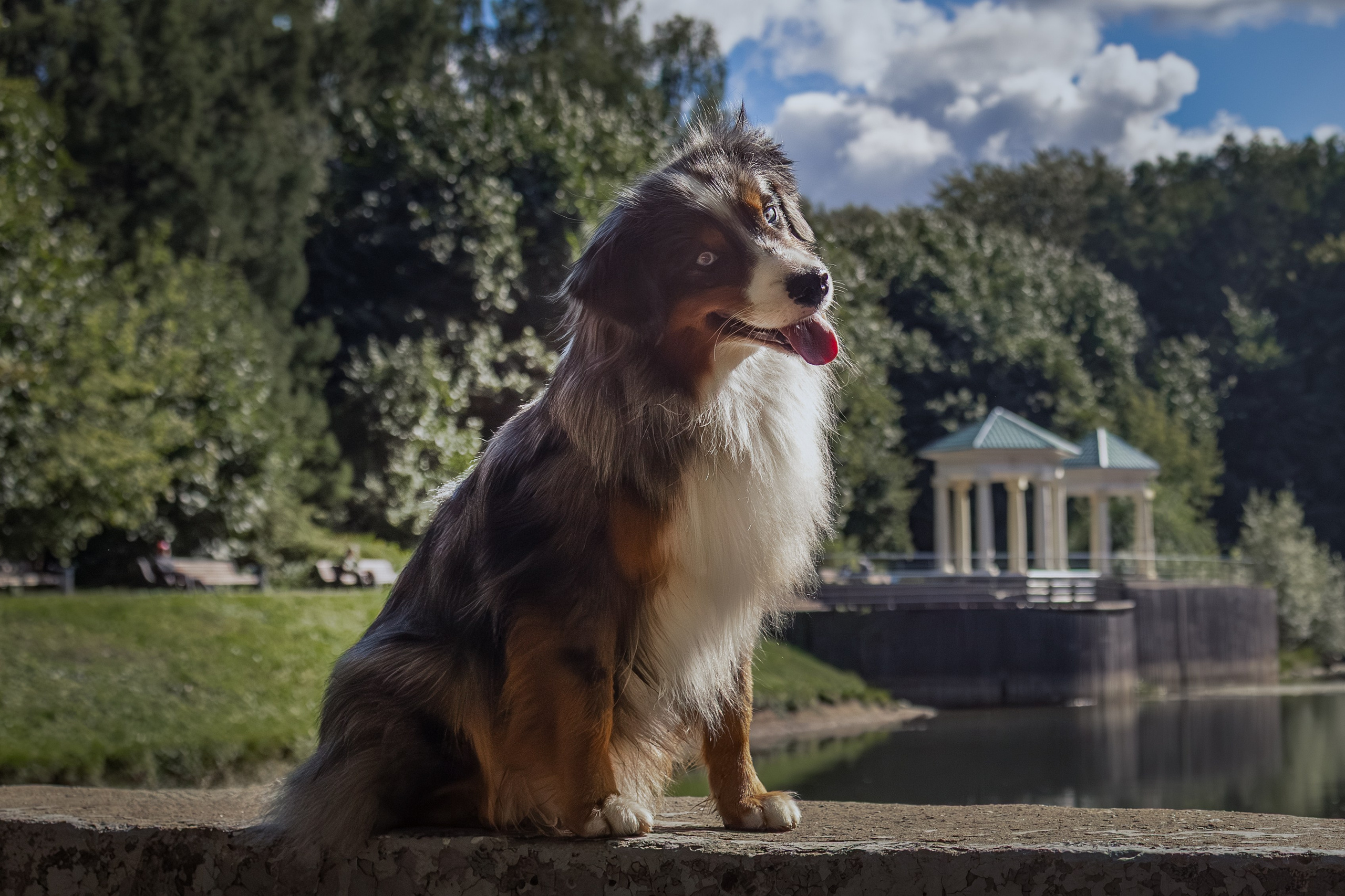 Макс и Сезам. Виктория Михайловская. Фотограф-анималист. Москва