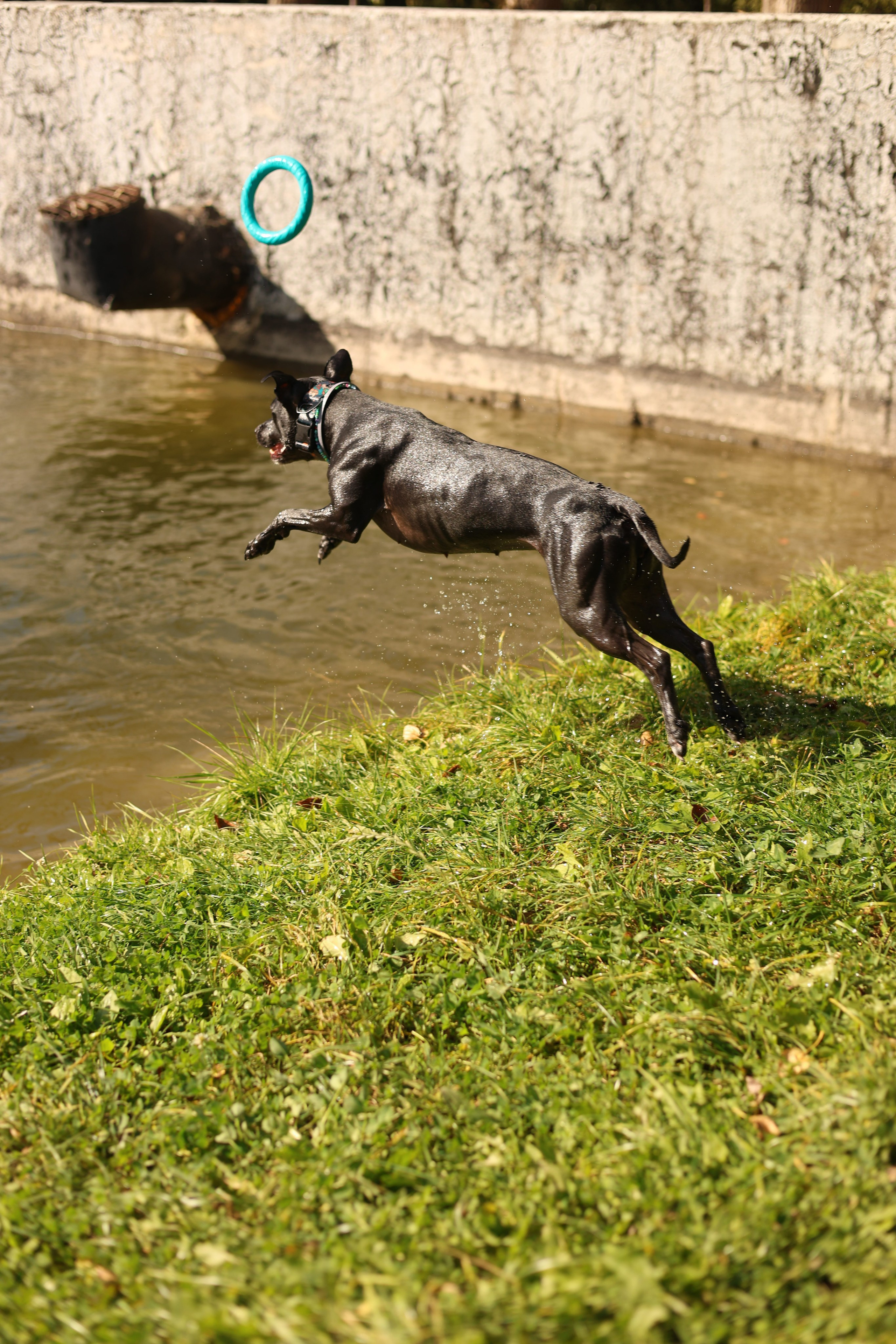 Алена и Бора. Виктория Михайловская. Фотограф-анималист. Москва