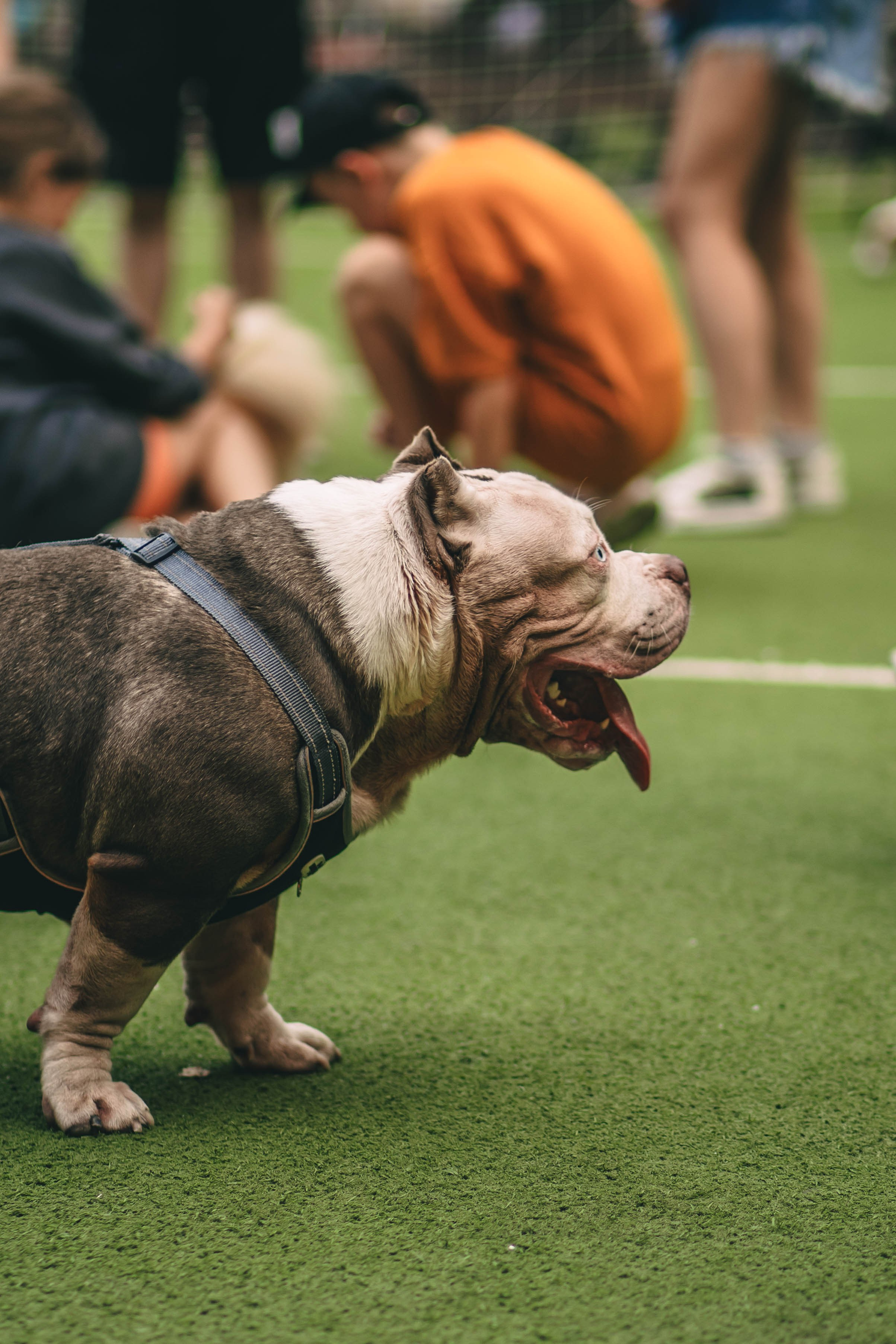 Pet-Party + Live-music |Парк Культуры. Фотограф в Ставрополе Алина Клочкова