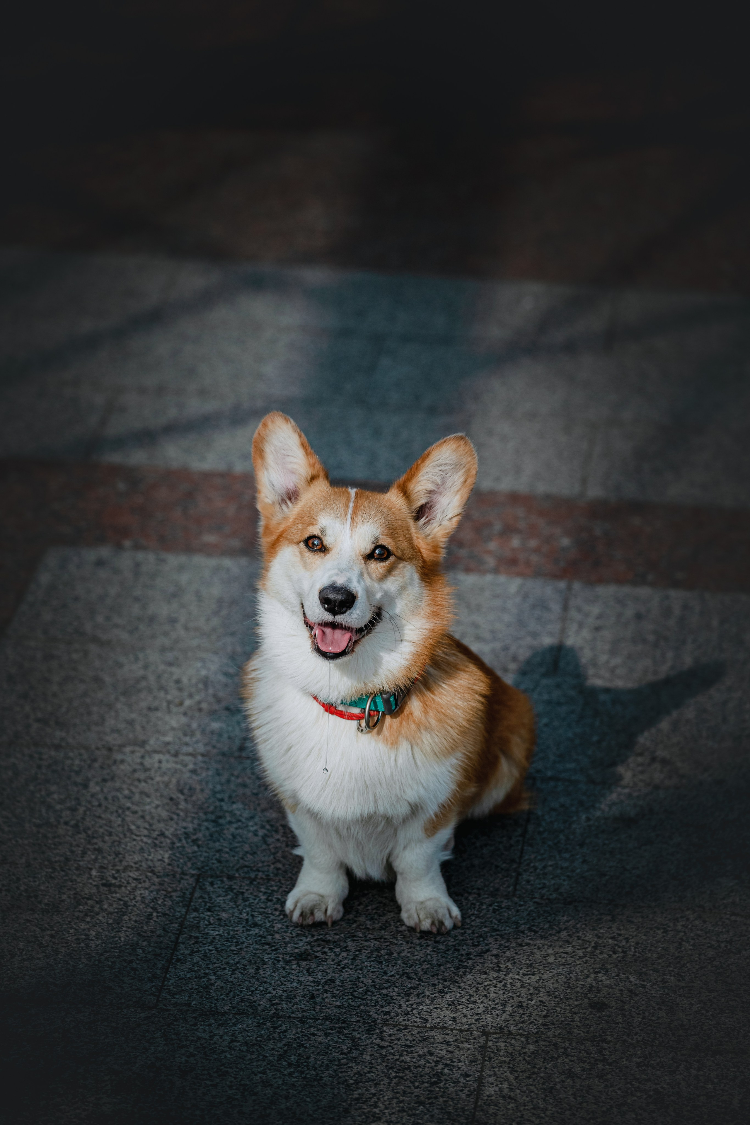 Андреевский мост. Фотограф-анималист Татьяна Степанова