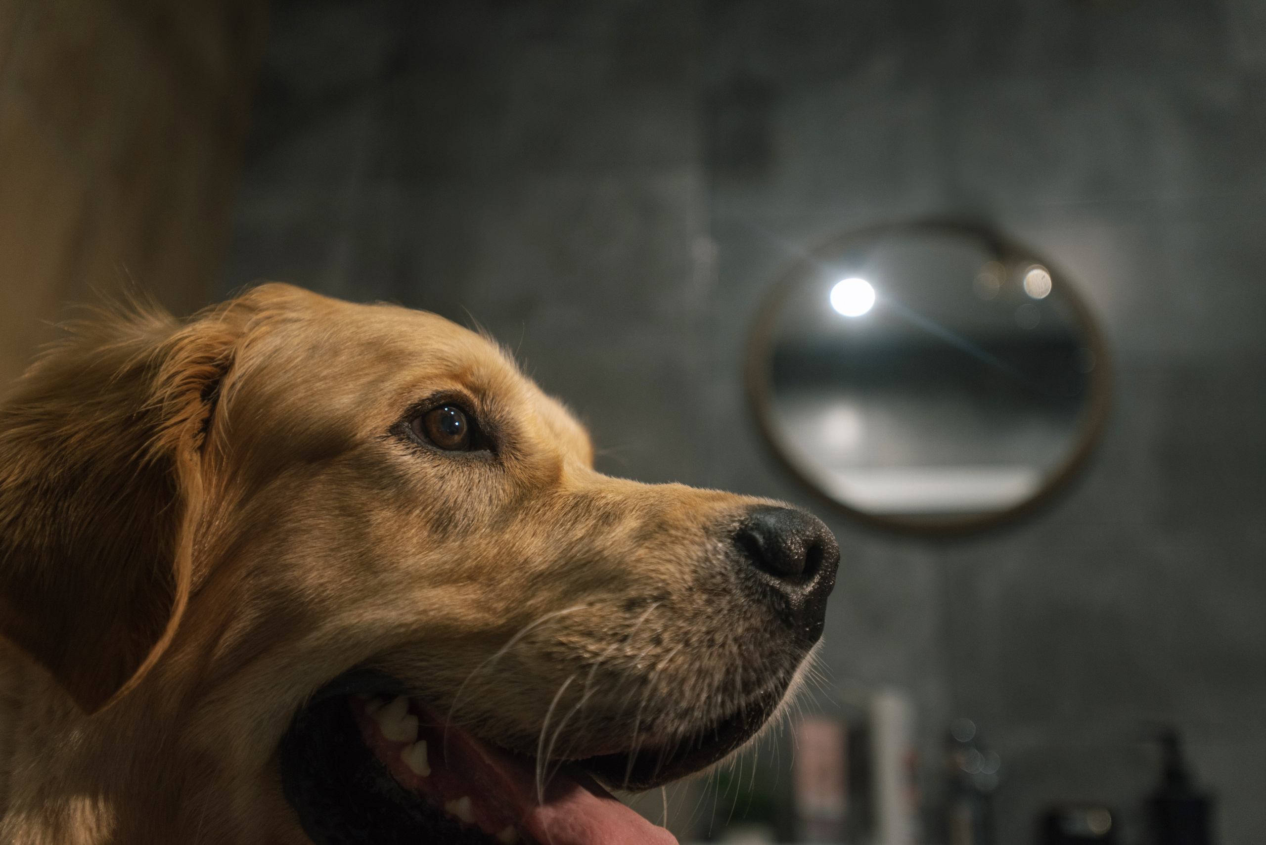 Светлана и Чарли в Нижнем Новгороде. Фотограф Анна Тюрина