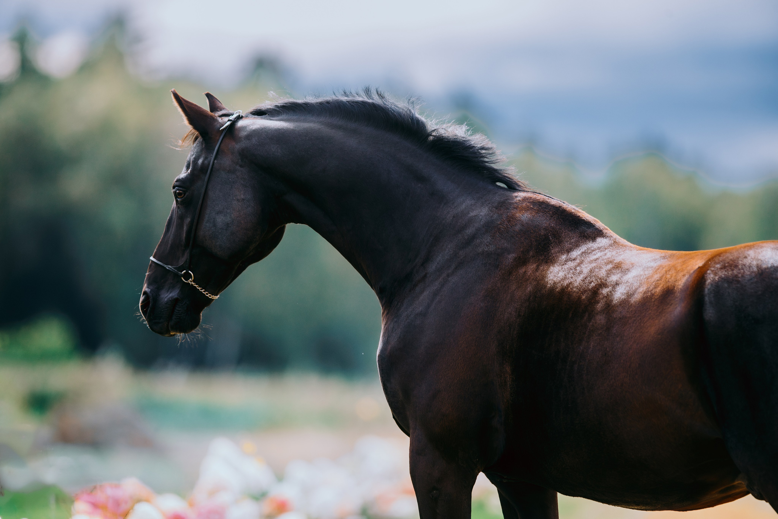 На природе. Фотограф-анималист Ксендзова Кристина