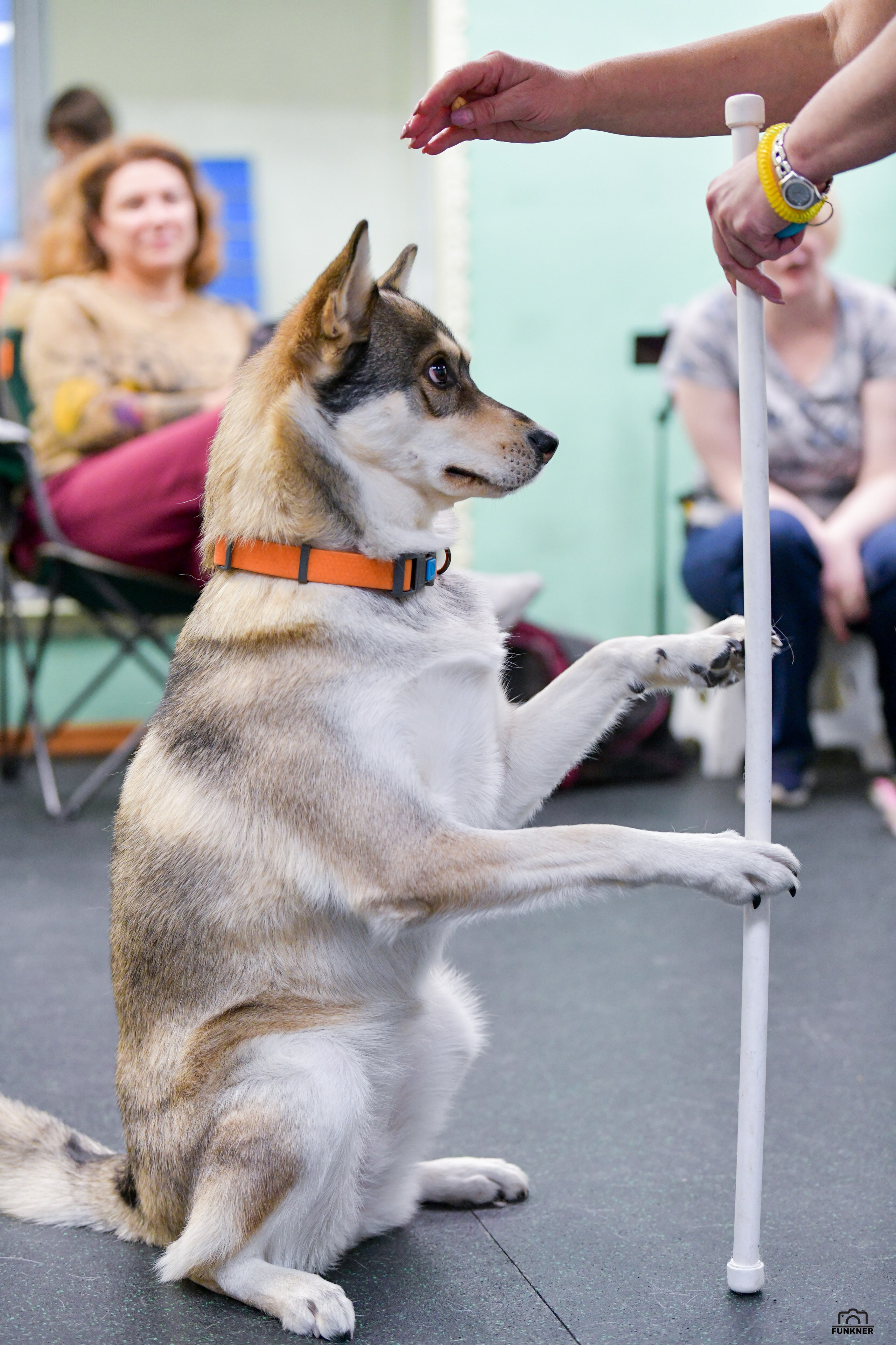 Кинологический клуб «Бодрый хвост». Свой взгляд через объектив