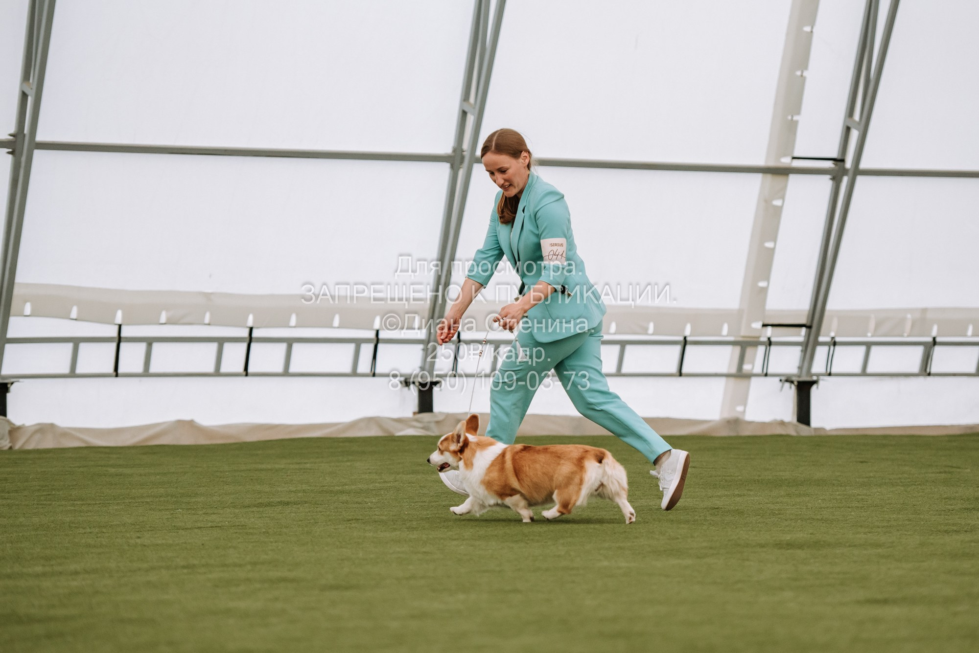Выставка собак Красноярск 2.06. Фотограф Диана Оленина Красноярск / Братск