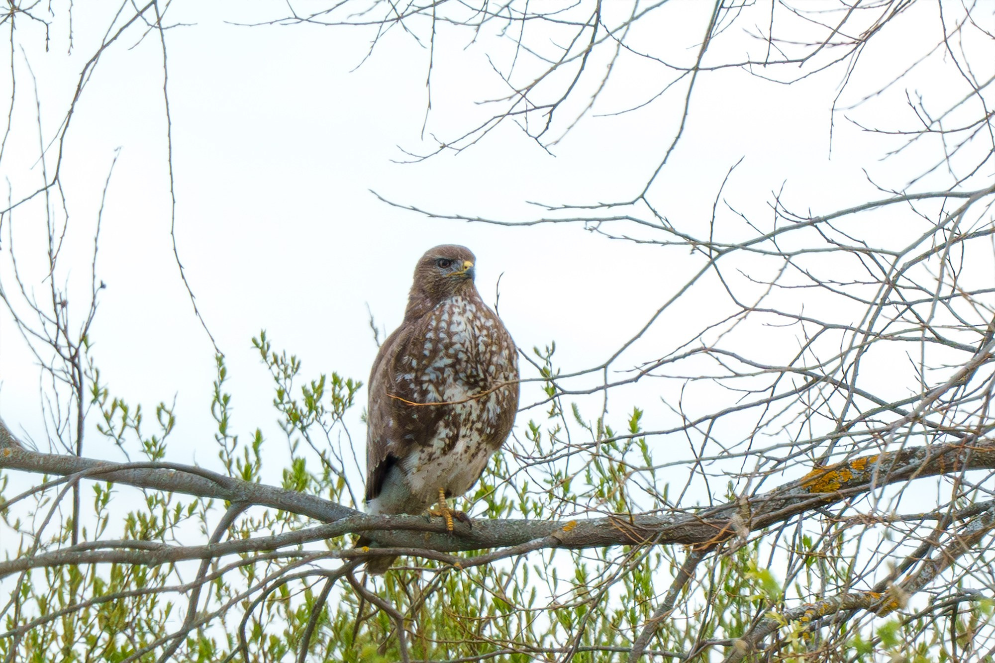 Удивительные мир птиц. Вокруг нас столько прекрасного — присмотритесь!. Ваш личный фотограф Марина Волкова