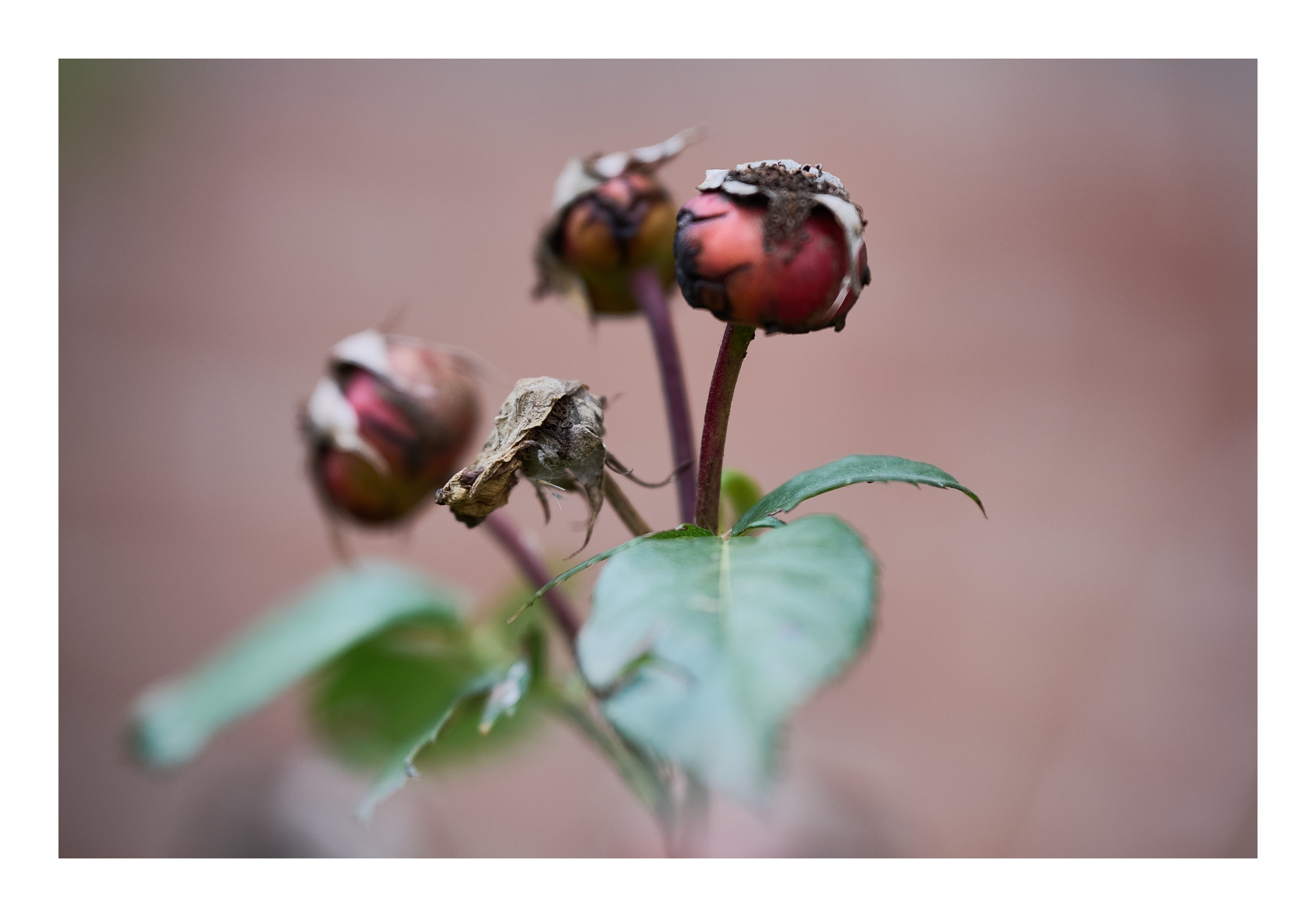 Фотопринты А3. Фотопроект «Территории»