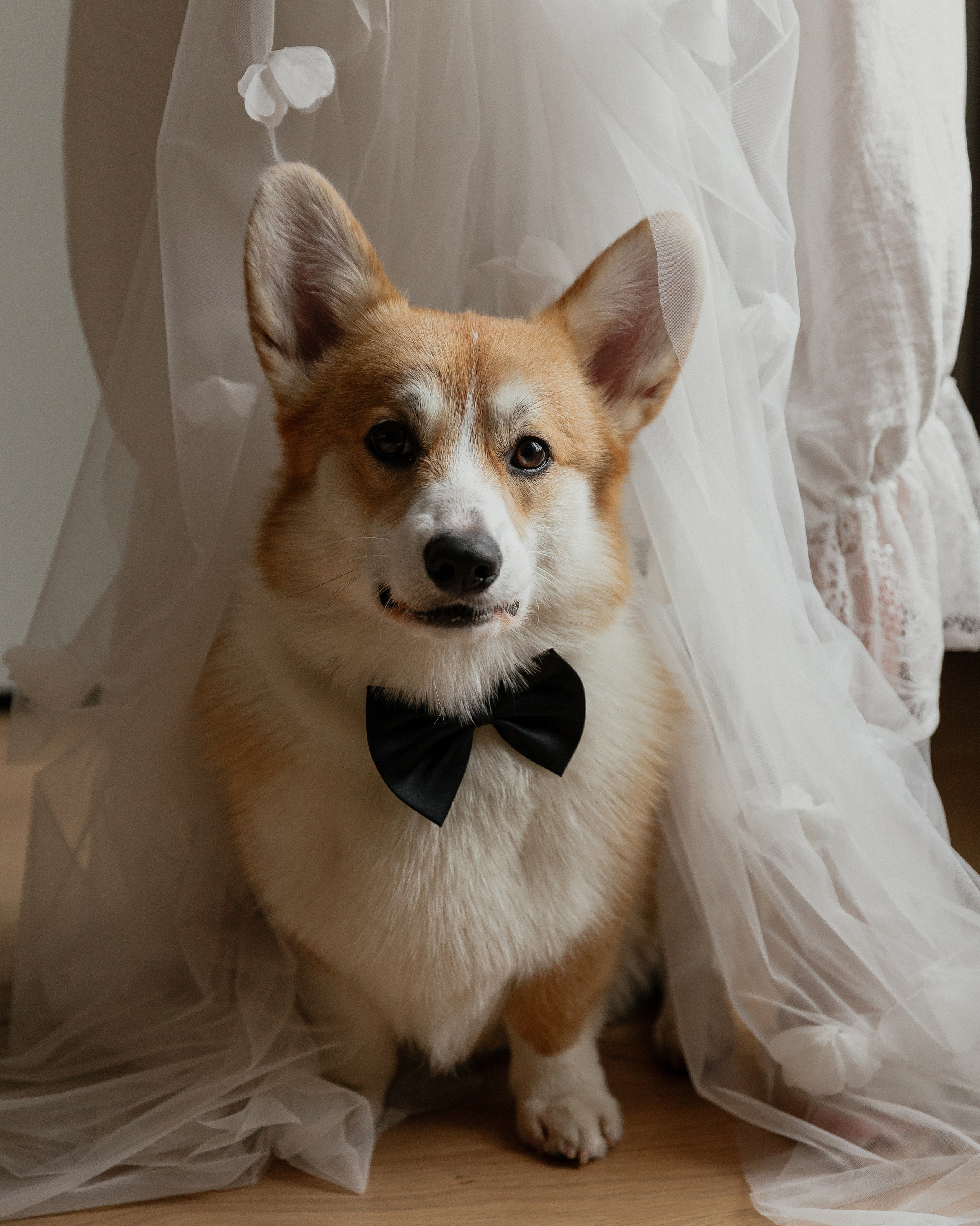 WEDDING M&P. Свадебный фотограф Дмитрий Краснов. Санкт-Петербург