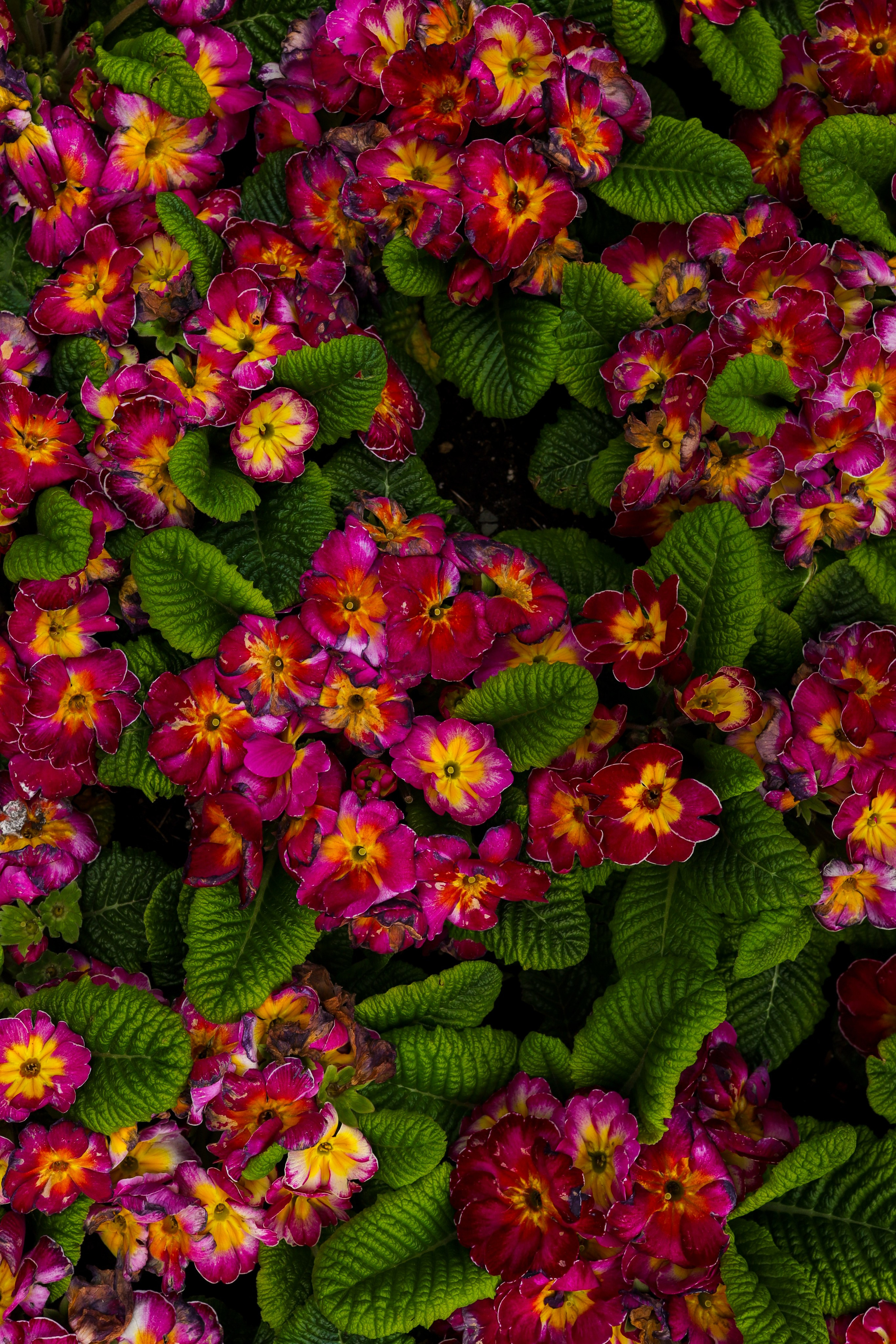 Природа &. Фотохудожник в СПб