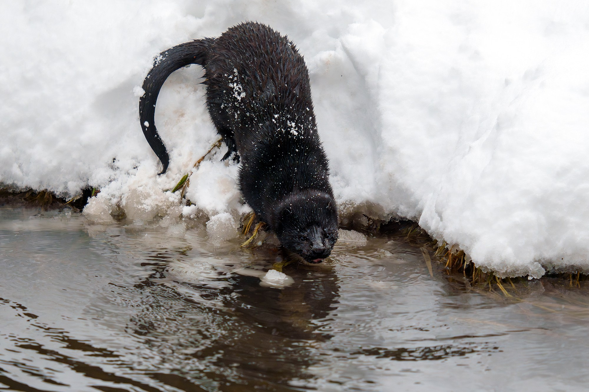 Животные. Ваш личный фотограф Марина Волкова