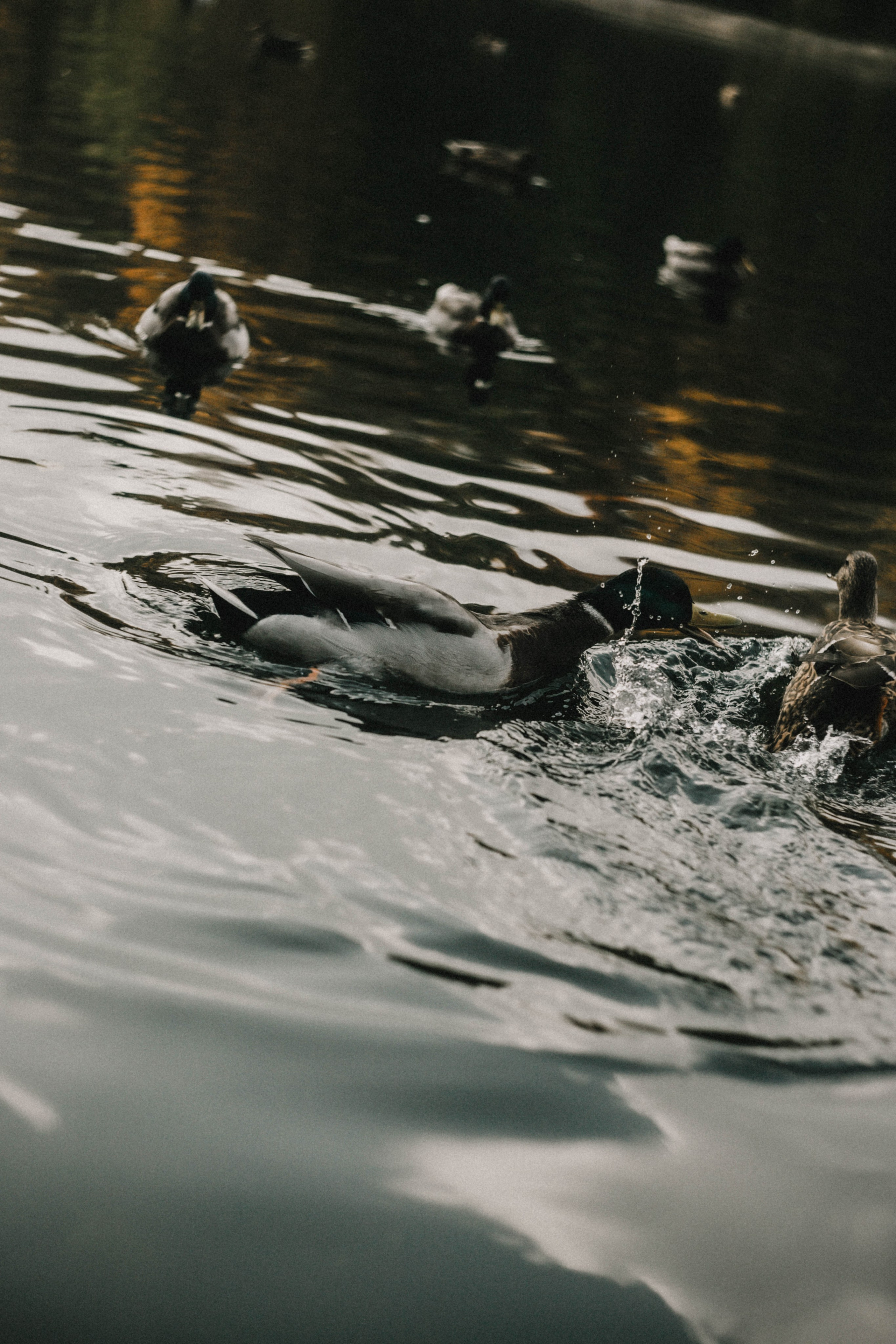 Анна на Щелчке. Осень. Фотограф в Нижнем Новгороде