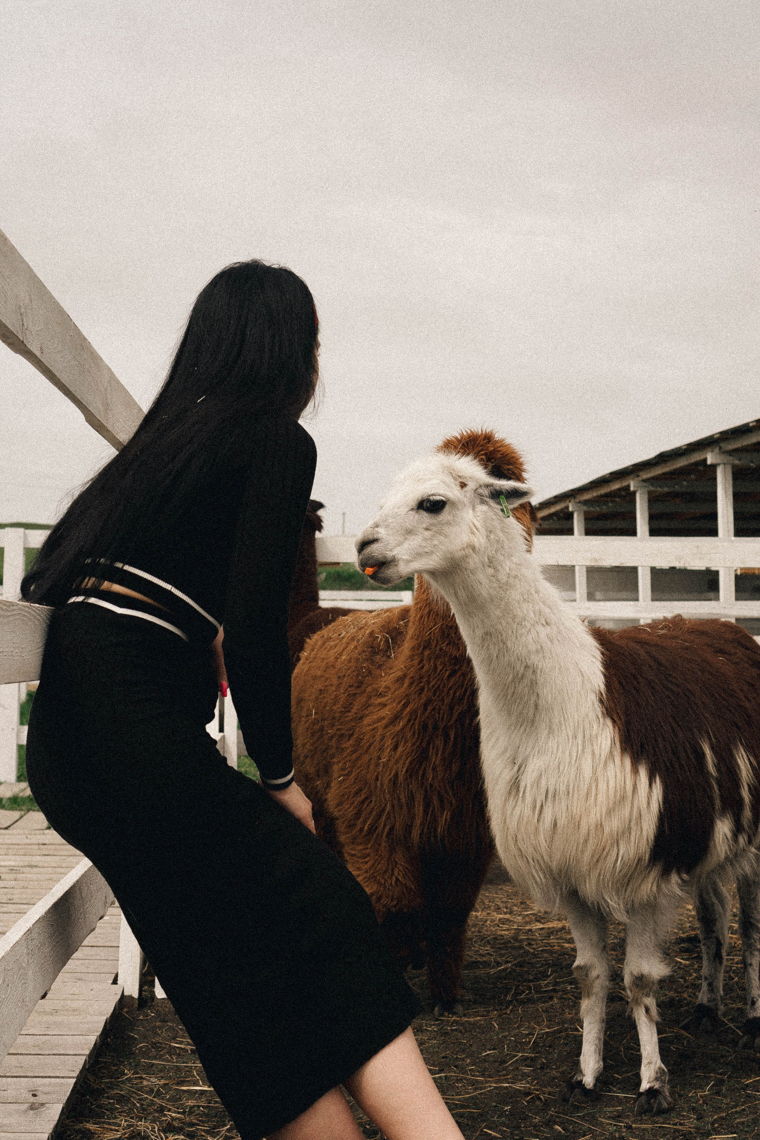 Ферма Альпак. Профессиональный фотограф, Санкт-Петербург — Виктория Богомолова