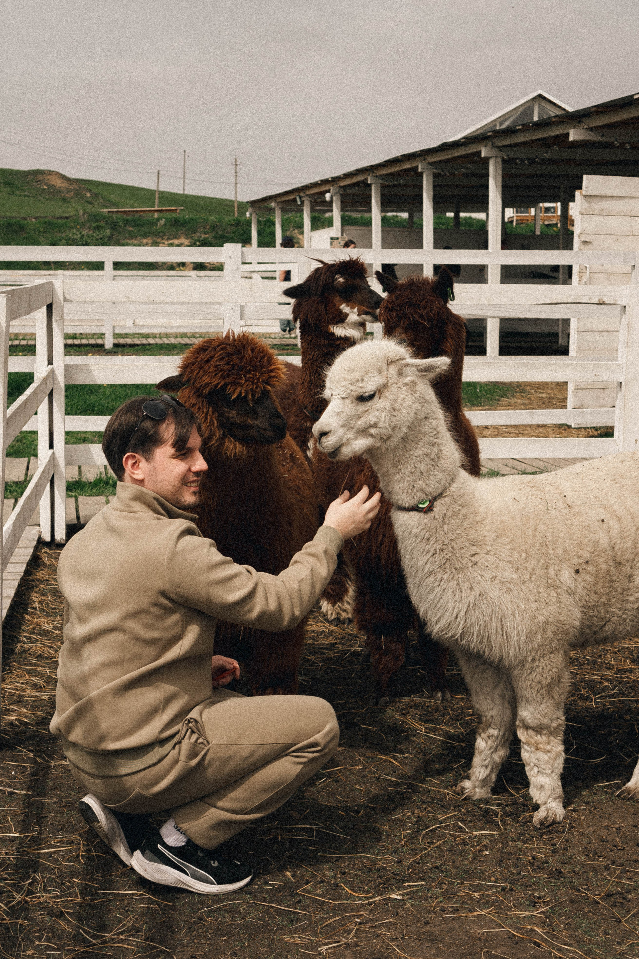 Ферма Альпак. Профессиональный фотограф, Санкт-Петербург — Виктория Богомолова