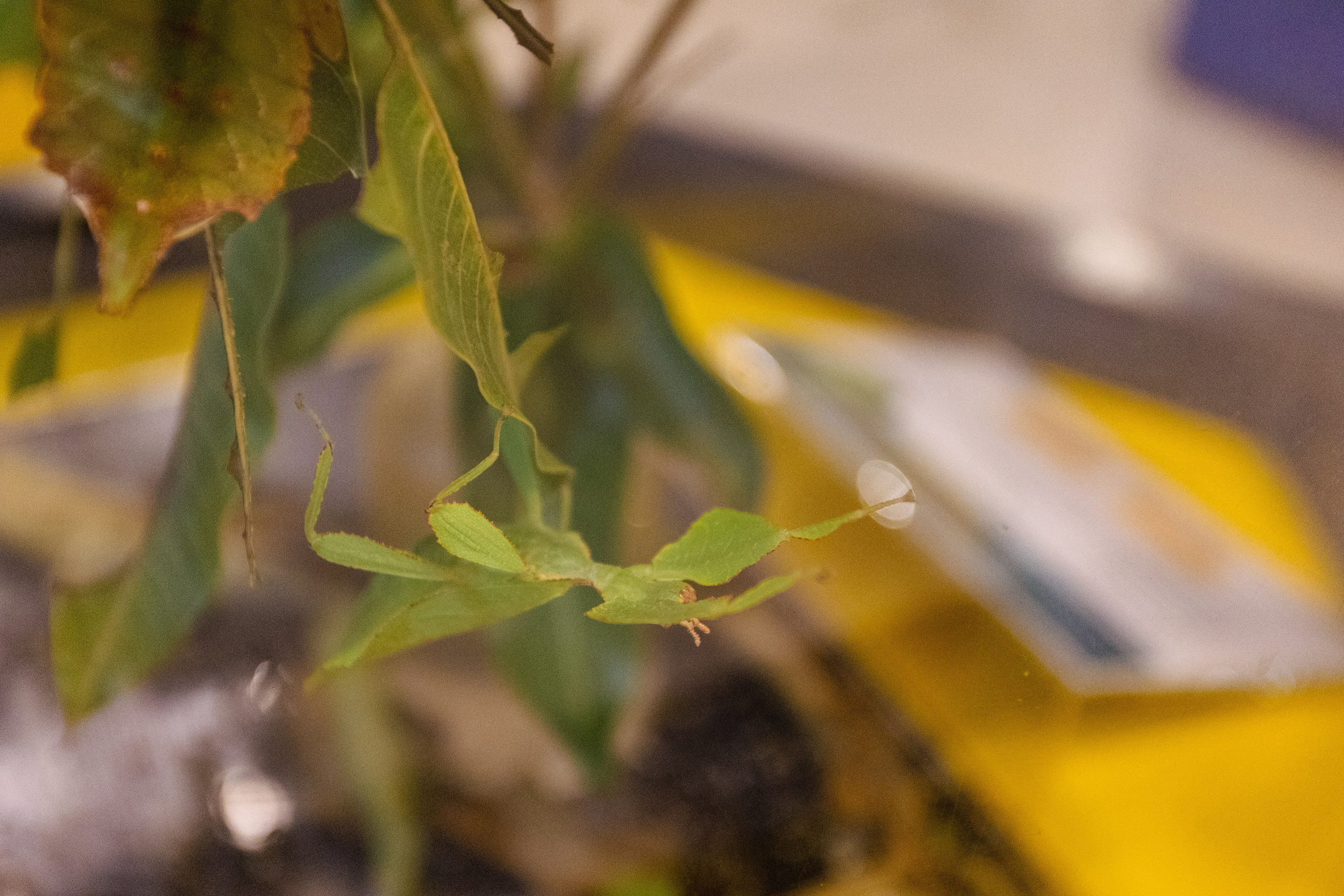 Bangkok Planetarium. Photographer Sonkina Tatiana (Tanya Ash)