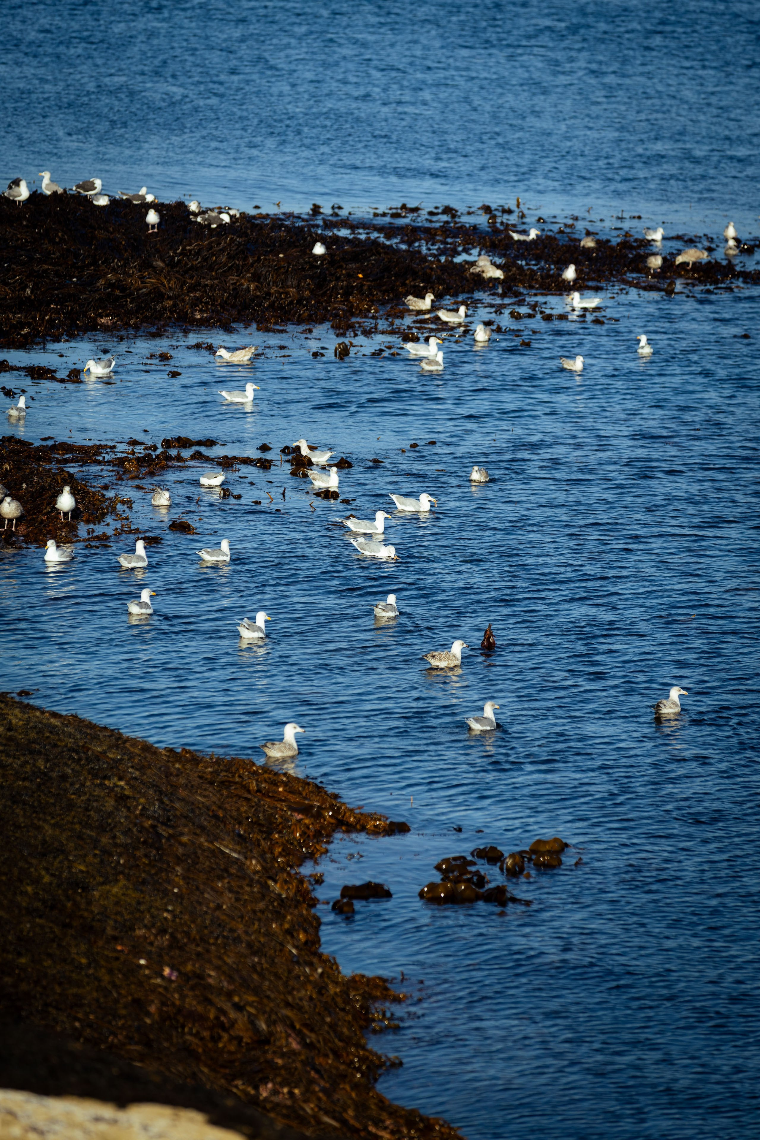 Кольский (осень 2025). Фотограф Виноградов Константин