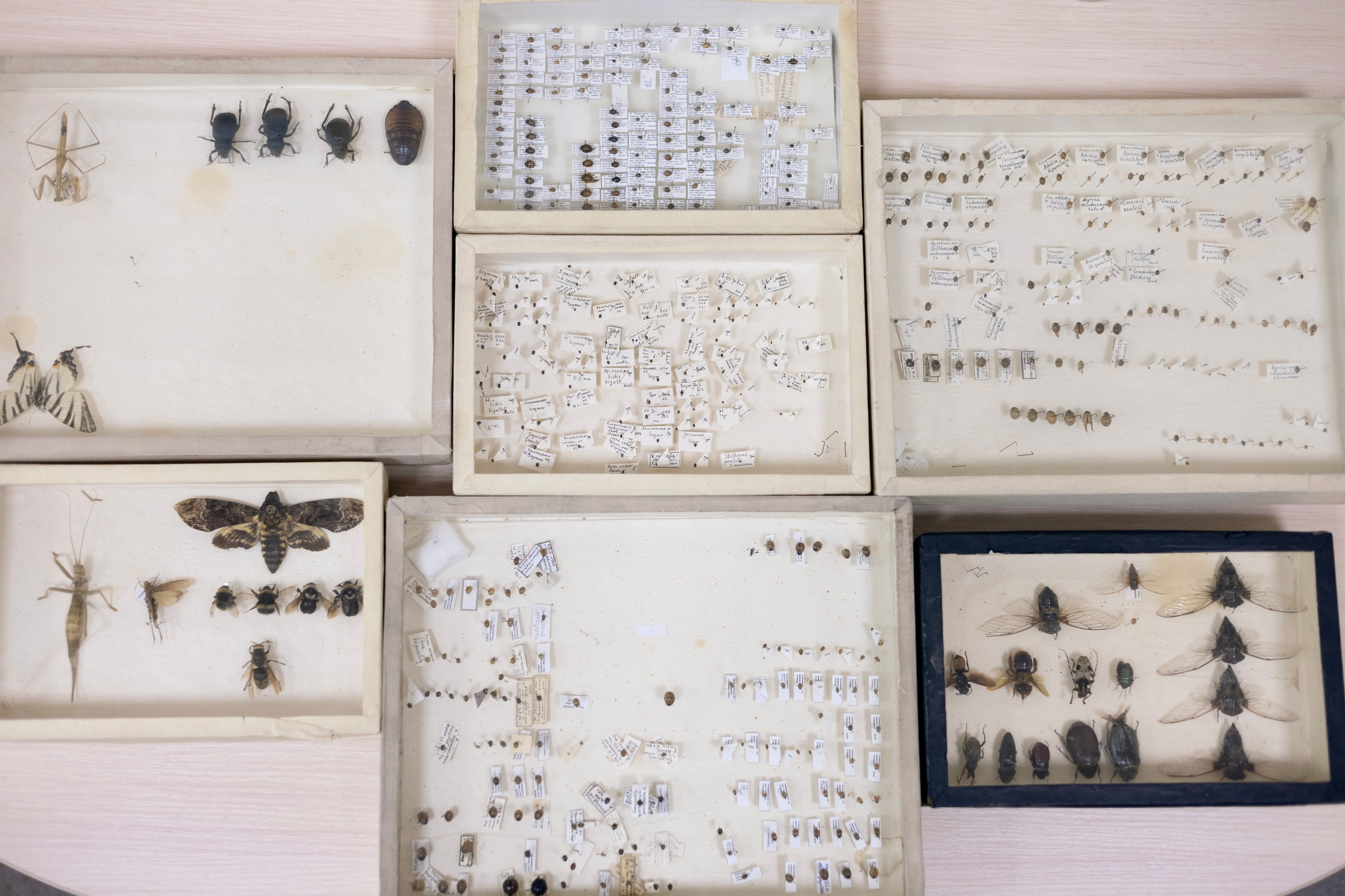 Зоя Ивановна Тюмасева. Профессор, преподаватель русского языка и литературы, энтомолог. Репортажный фотограф Наталья Лапцевич