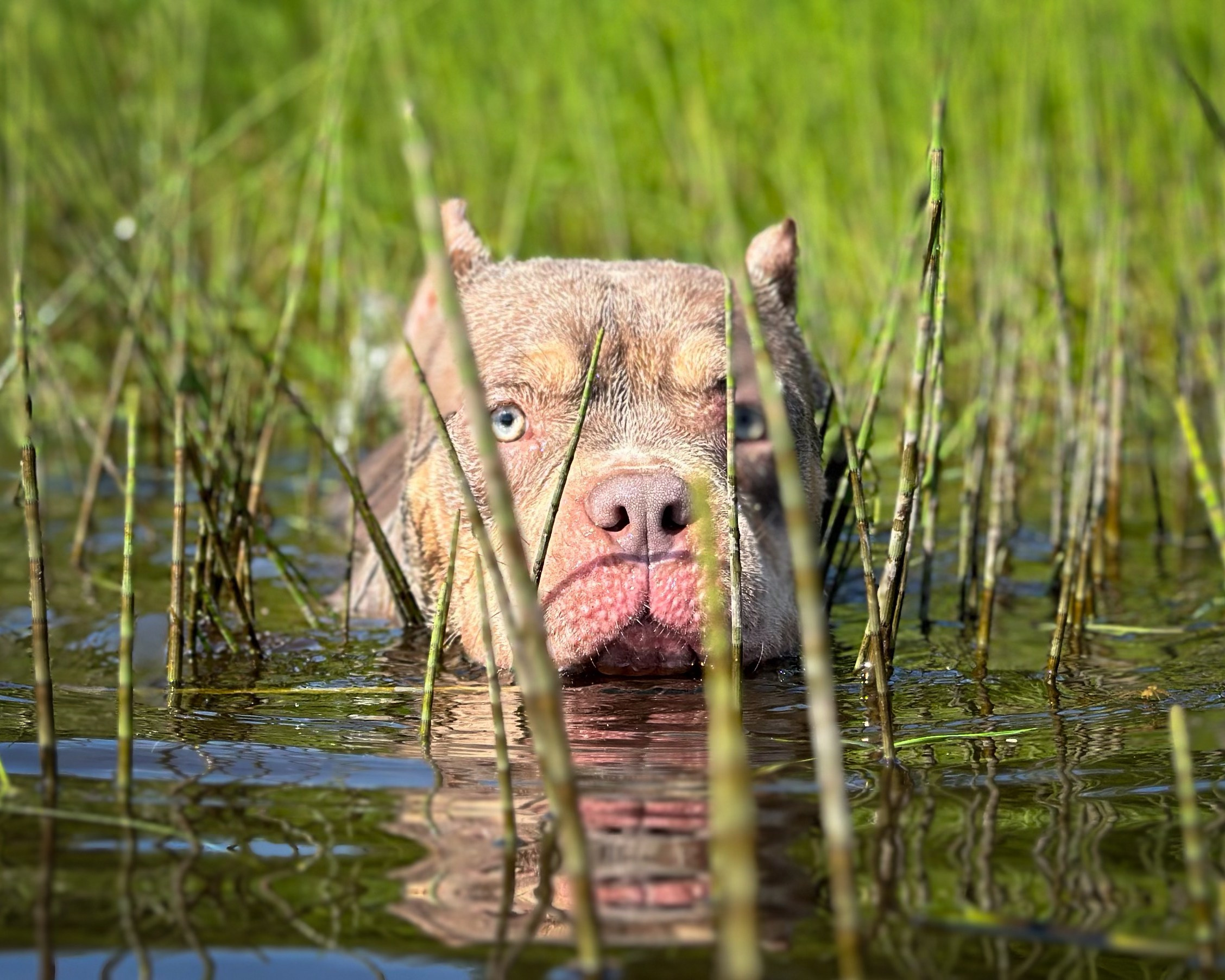 Stark. Питомник американских булли Bounty Pride Bully