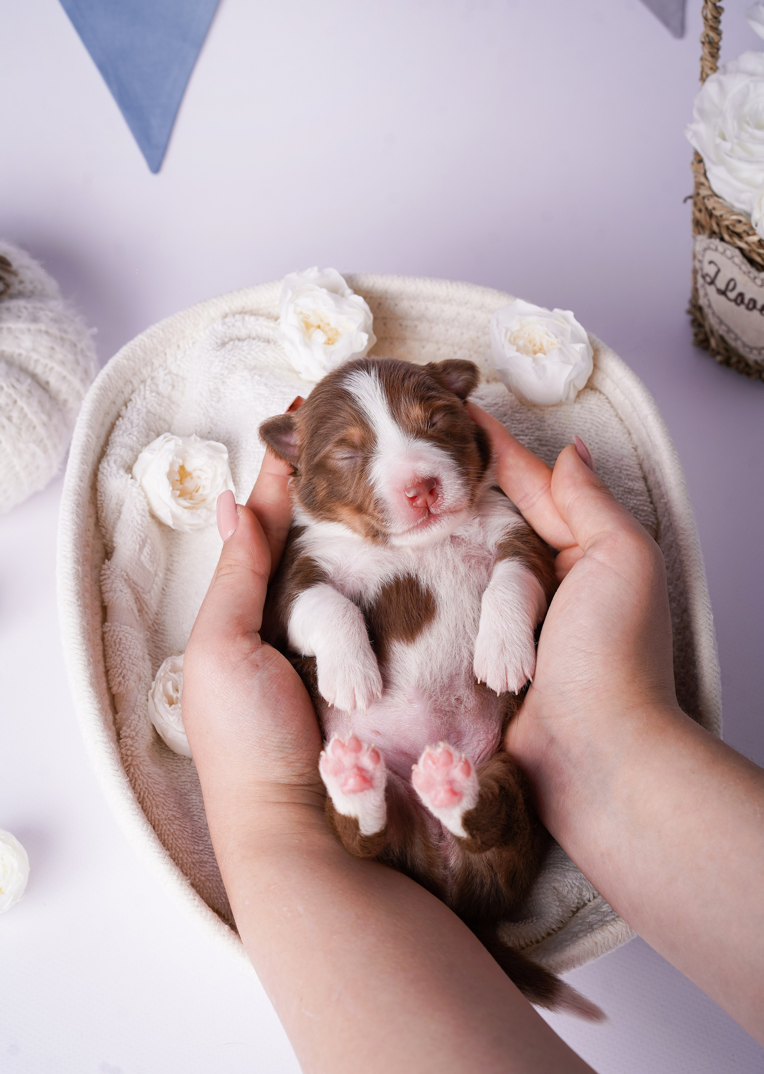 Щенки австралийской овчарки. Фотограф-анималист в Санкт-Петербурге Яна Мартынова