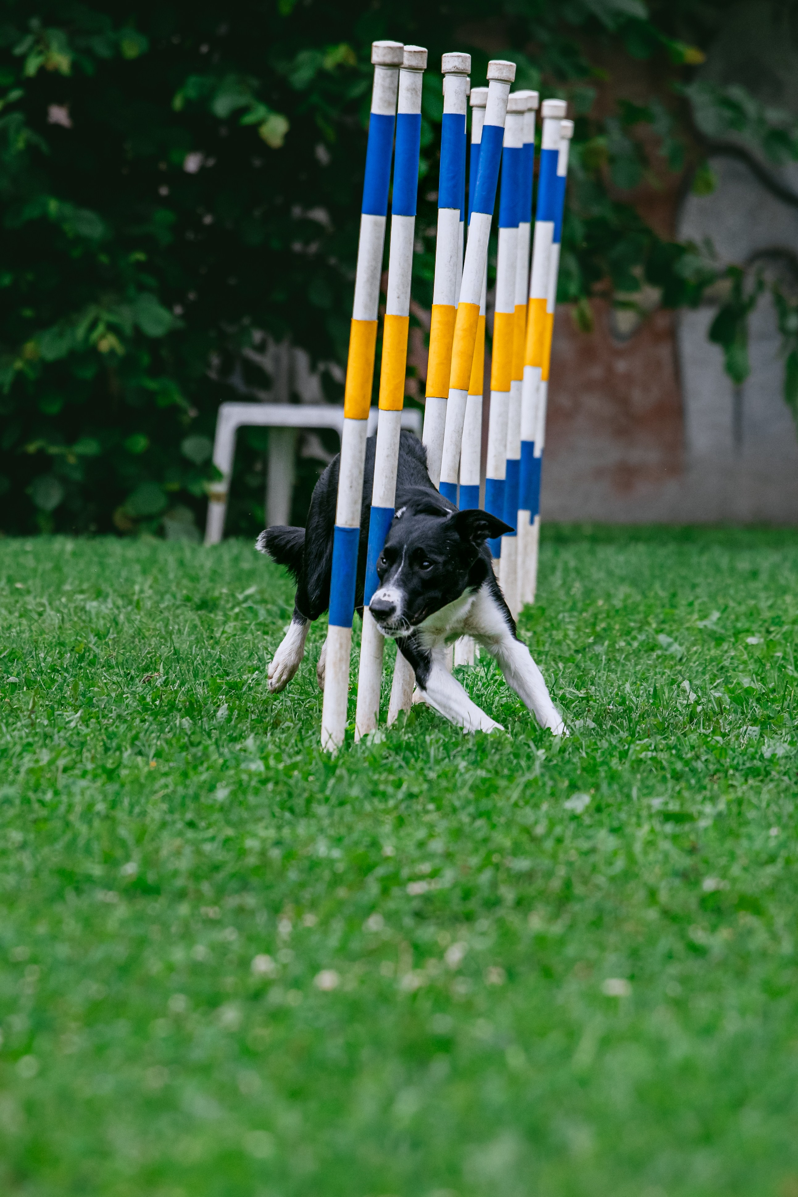 Соревнования по аджилити Долгопрудный 30.06.2025. Фотограф-анималист Татьяна Степанова