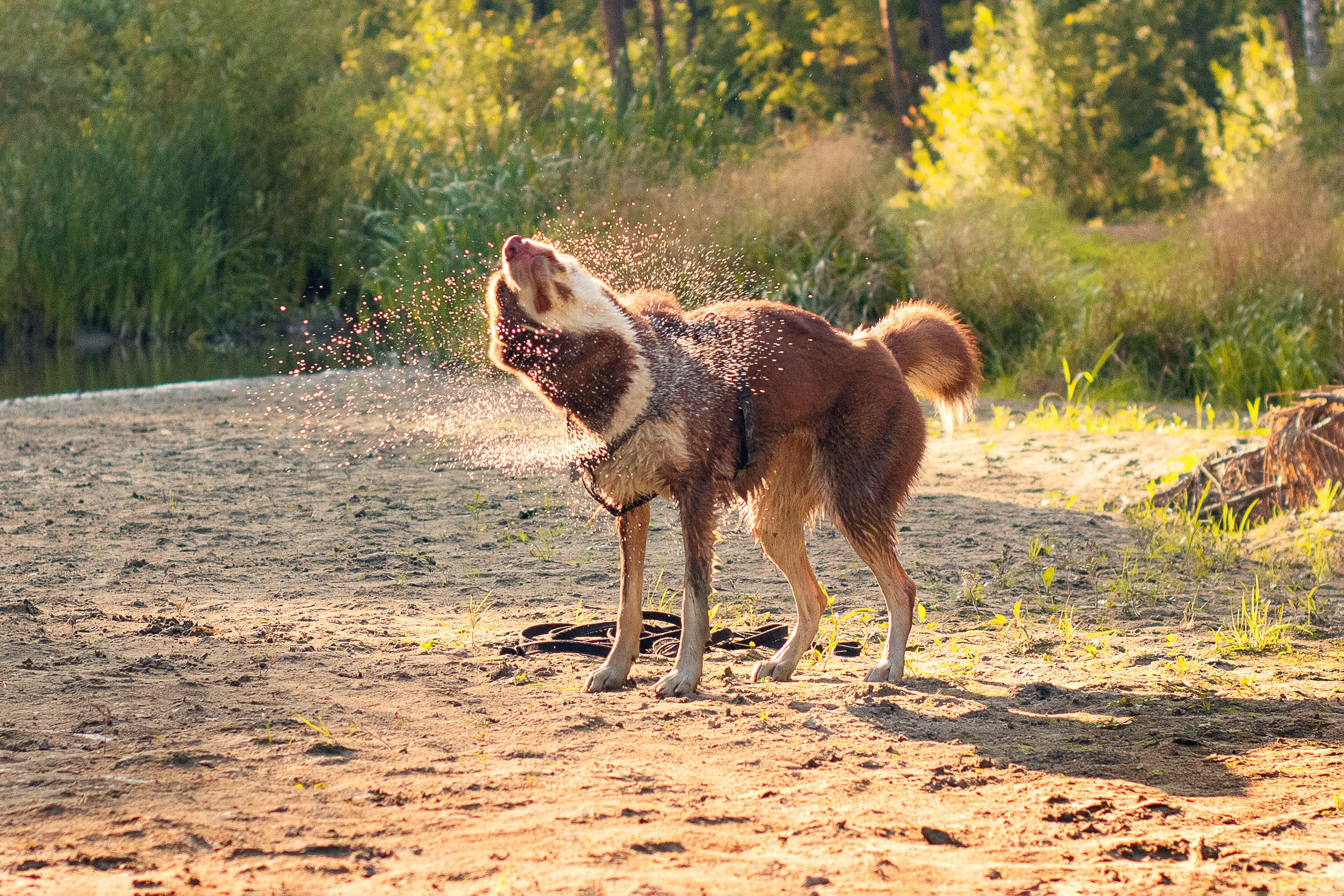 Светлана и Тисэ. YULA KOLESOVA | Фотограф — Анималист | Художник | Тюмень