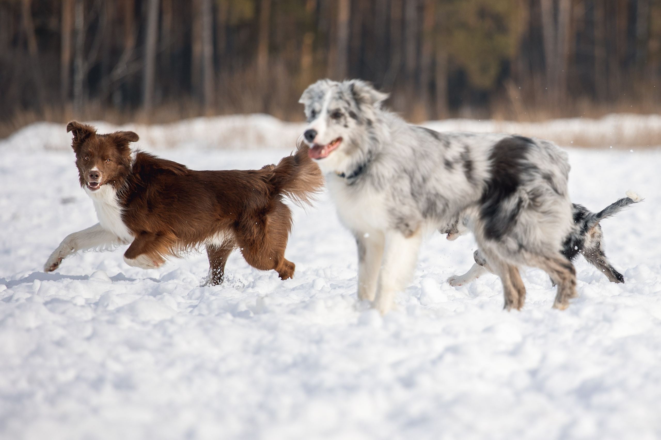 В погоне за снежком…. YULA KOLESOVA | Фотограф — Анималист | Художник | Тюмень