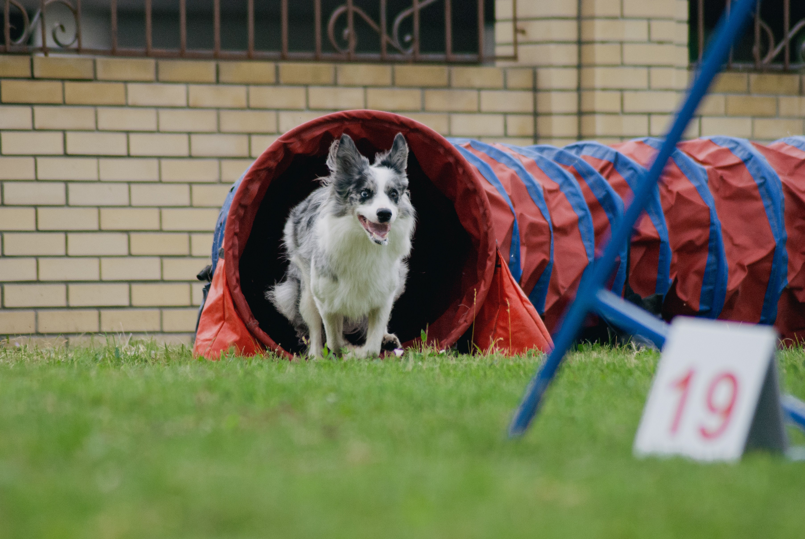 Аджилити. Фотограф в Тюмени Лизавета Сапицкая