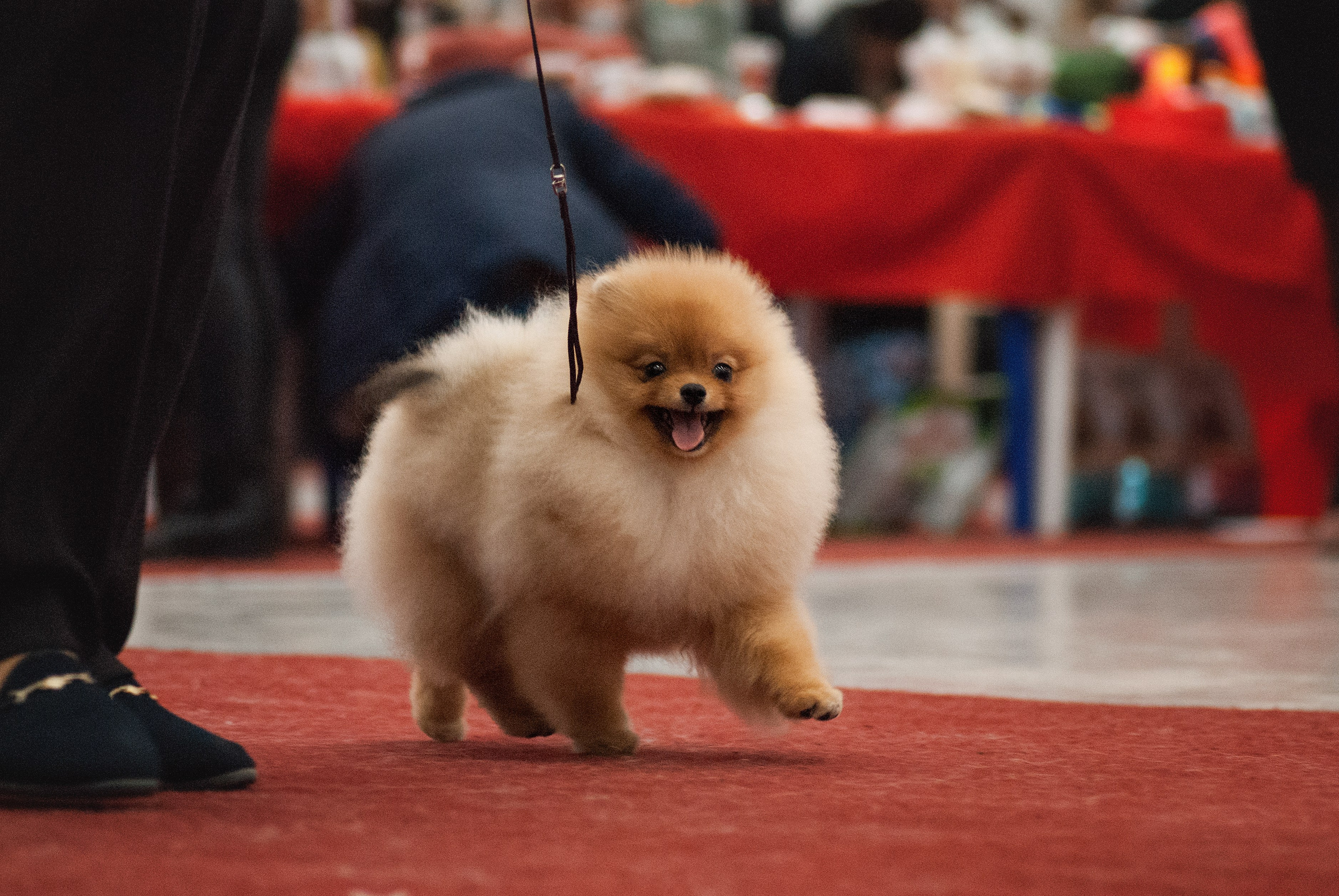 Шоу. Фотограф в Тюмени Лизавета Сапицкая