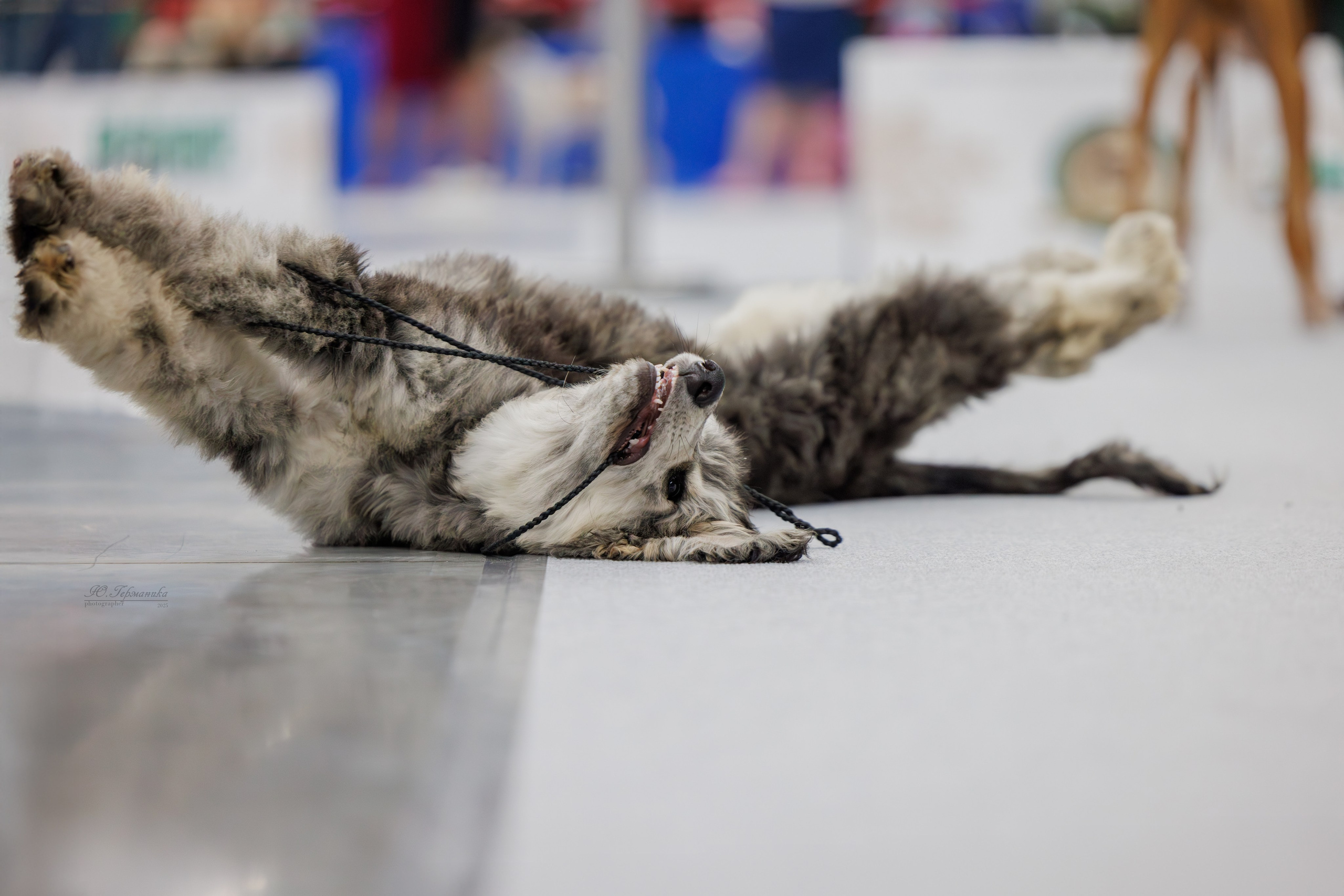 Зилант Казань 29-30.11.2025. Фотограф-анималист Юлия Германика