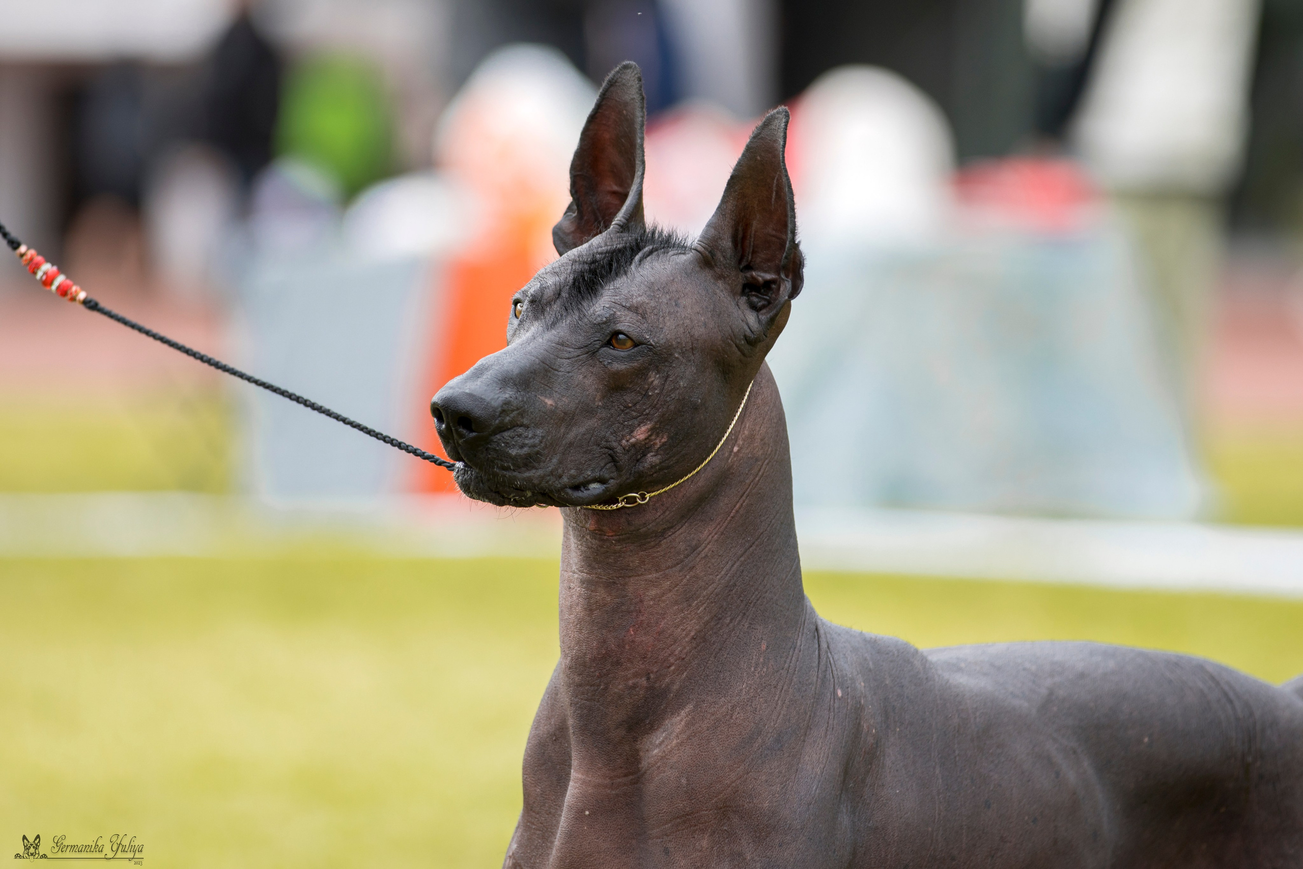 Переславль 9-10.09.2023. Фотограф-анималист Юлия Германика