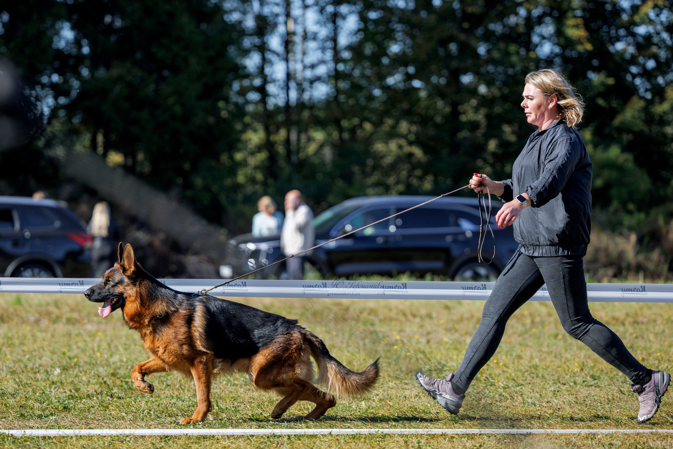 Тверь немецкие овчарки 22.09.2024. Фотограф-анималист Юлия Германика