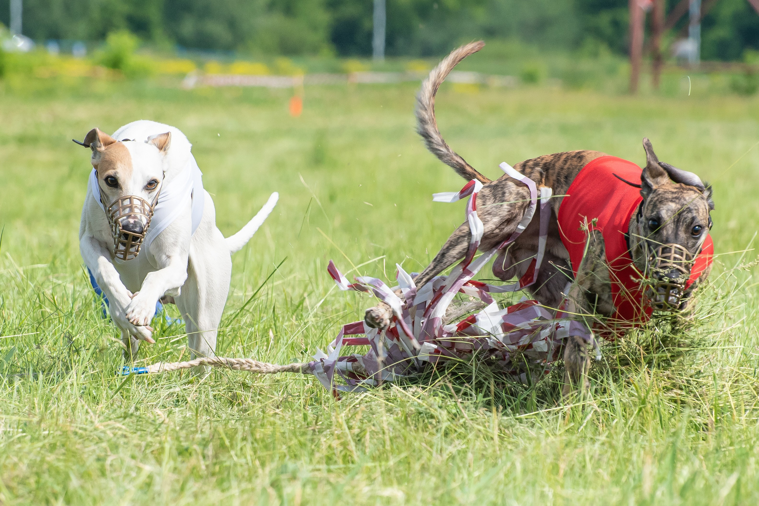 Спортивный фотограф анималист курсинг. Фотограф Макс Огурцов в Нижнем Новгороде