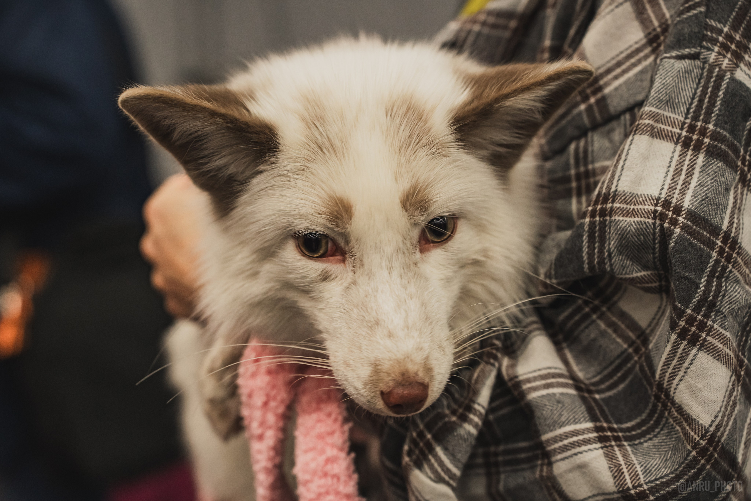 Fox Family fest. Репортажный фотограф Анастасия Рубцова