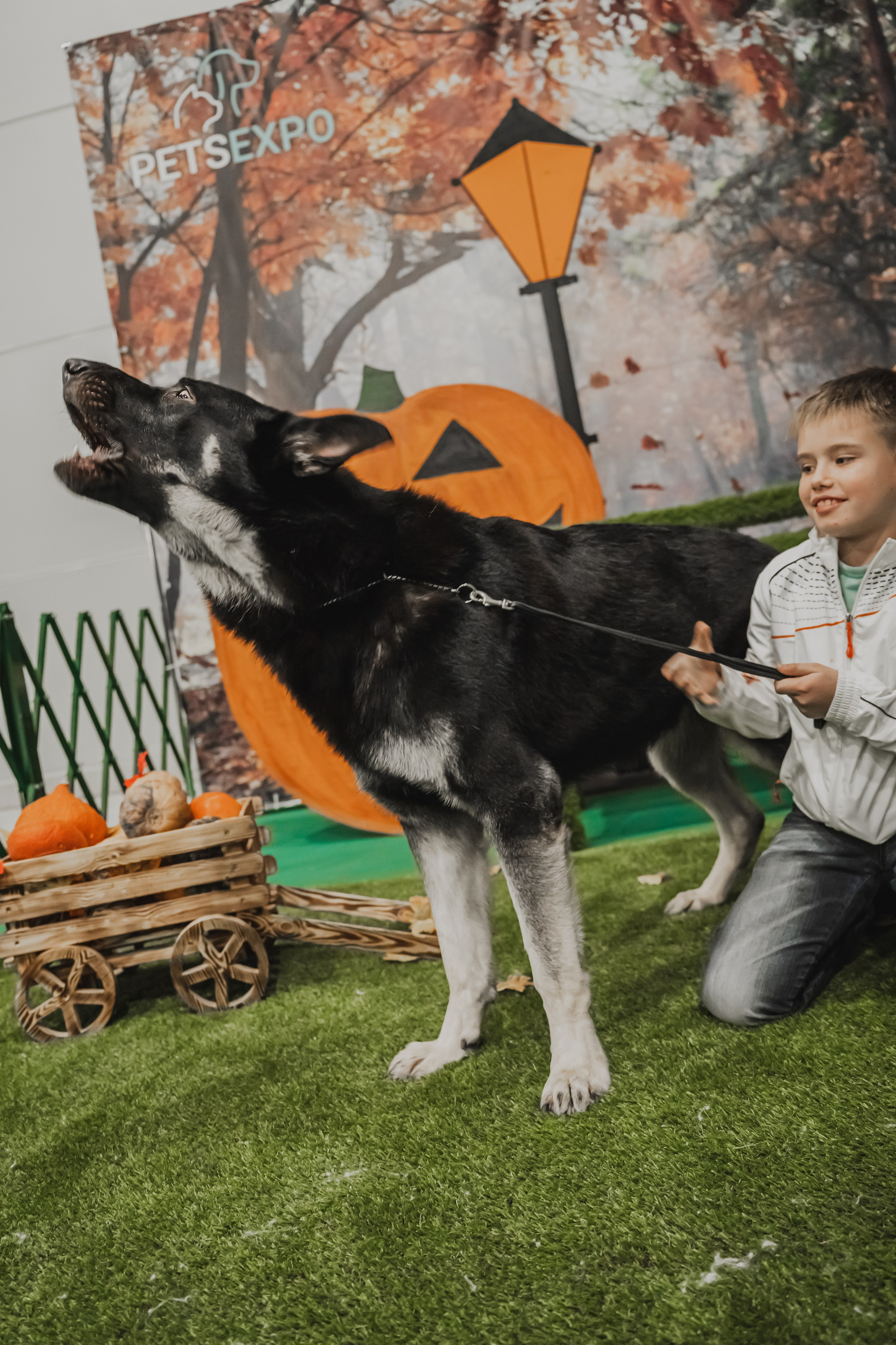 Международная выставка собак всех пород. Репортажный фотограф Анастасия Рубцова