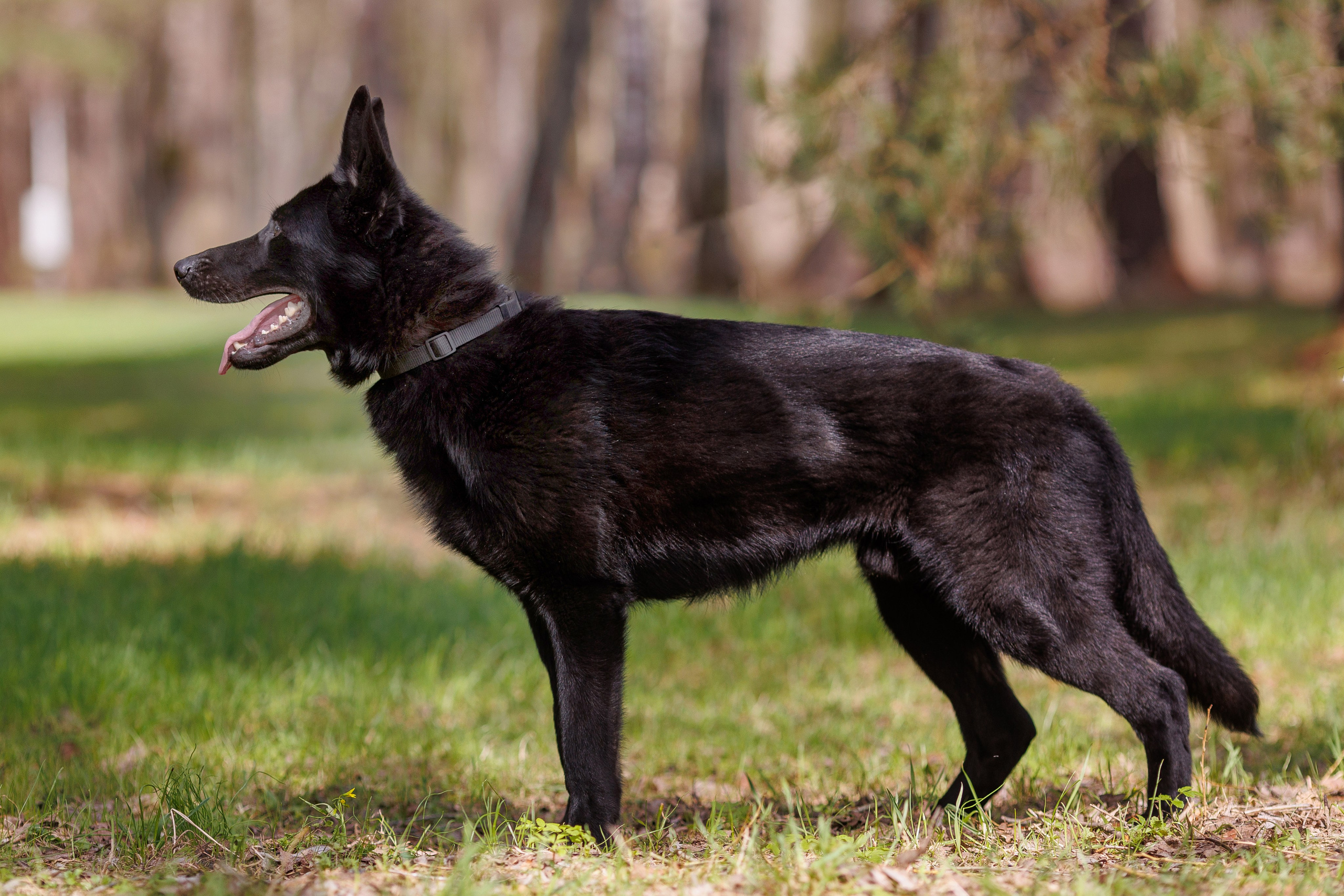 Фотосъемка собак для питомника немецких овчарок. Репортажный фотограф Борис Геер