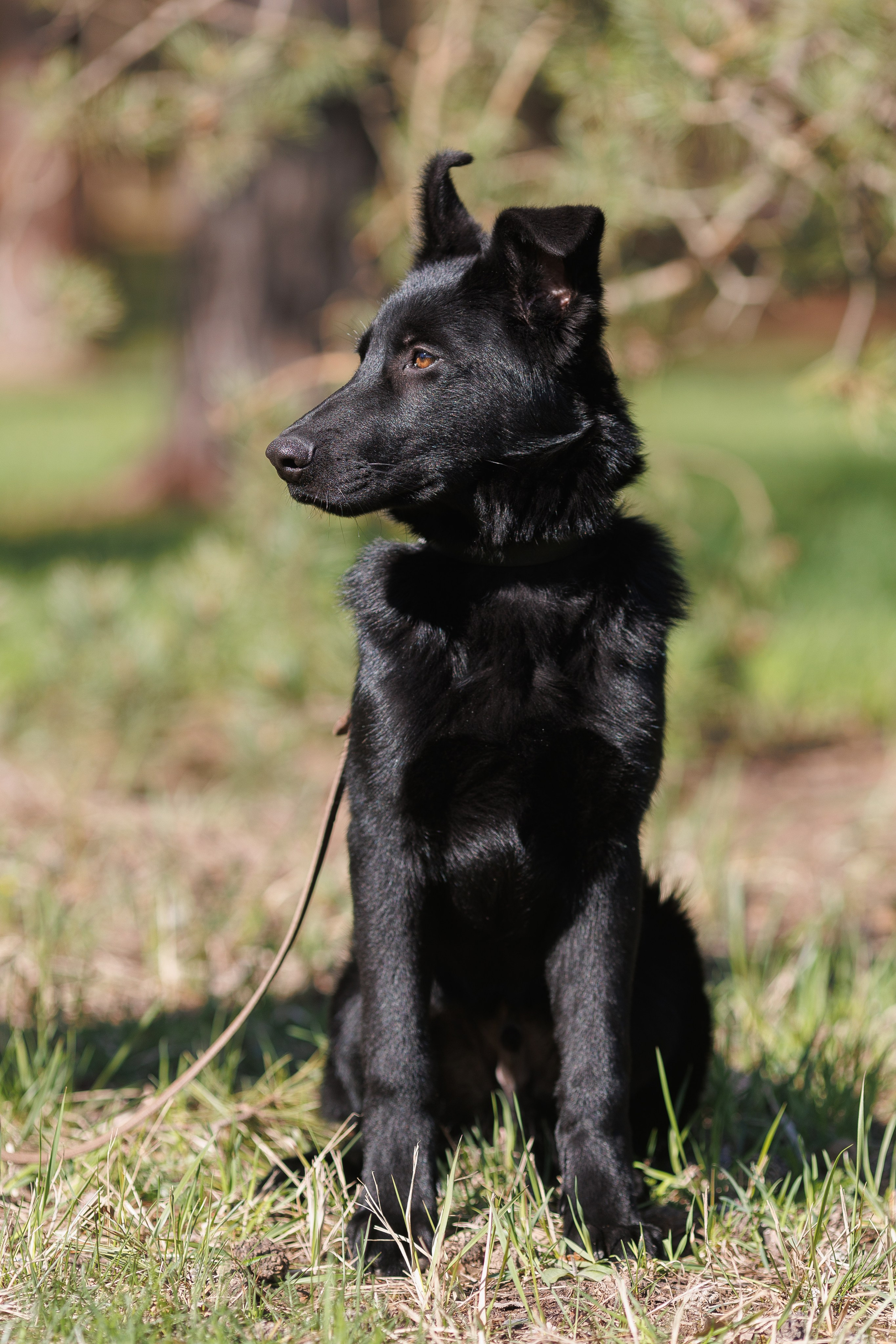 Фотосъемка собак для питомника немецких овчарок. Репортажный фотограф Борис Геер