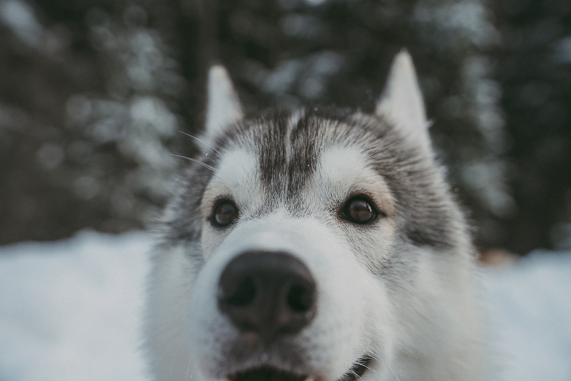 Полина, Уго и Пышка. Фотограф анималист в Москве и Санкт-Петербурге Свиридова Анна
