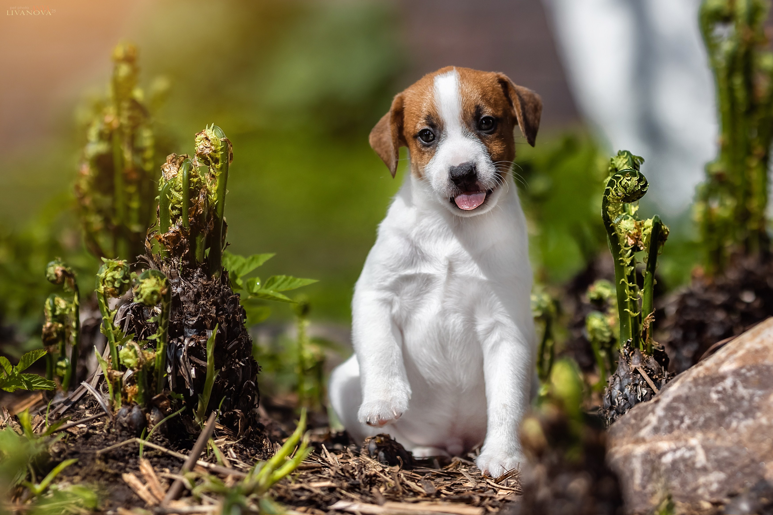 ДРТ. Фотограф анималист Аня Ливанова | Рыбинск