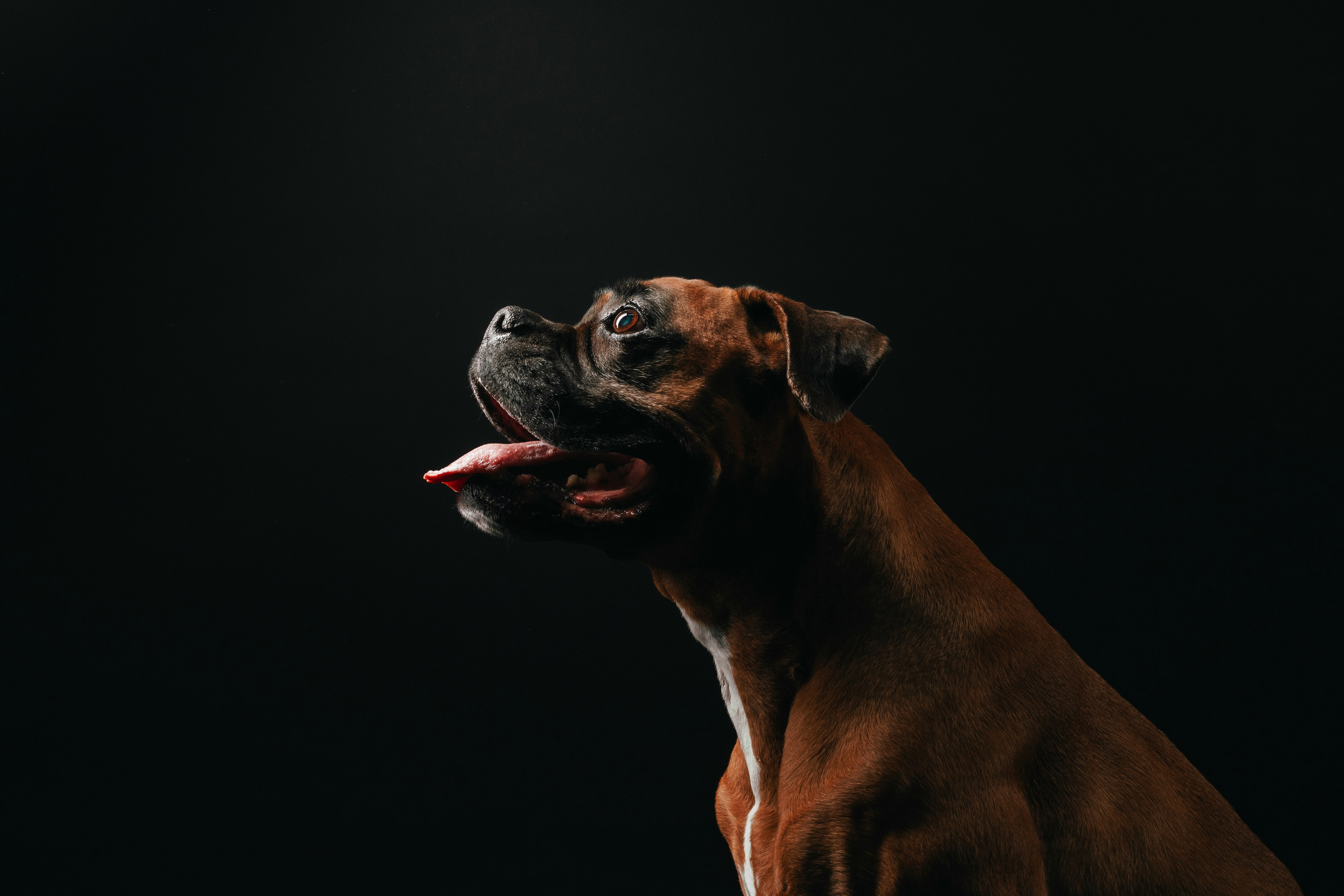 Боксер Челси. Фотограф анималист Осипчикова Мария