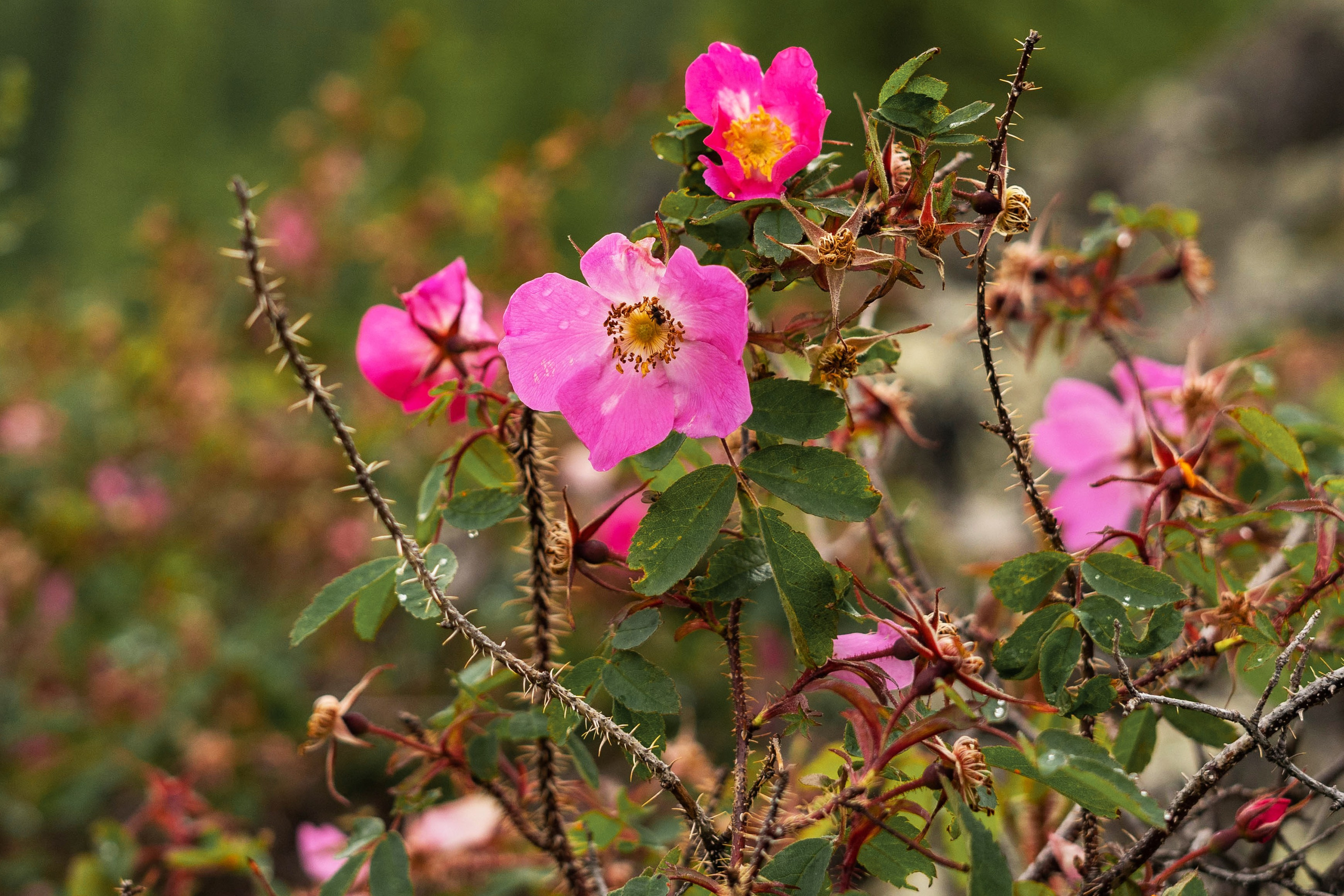 Лето в тундре. Фотограф Екатерина Зорина