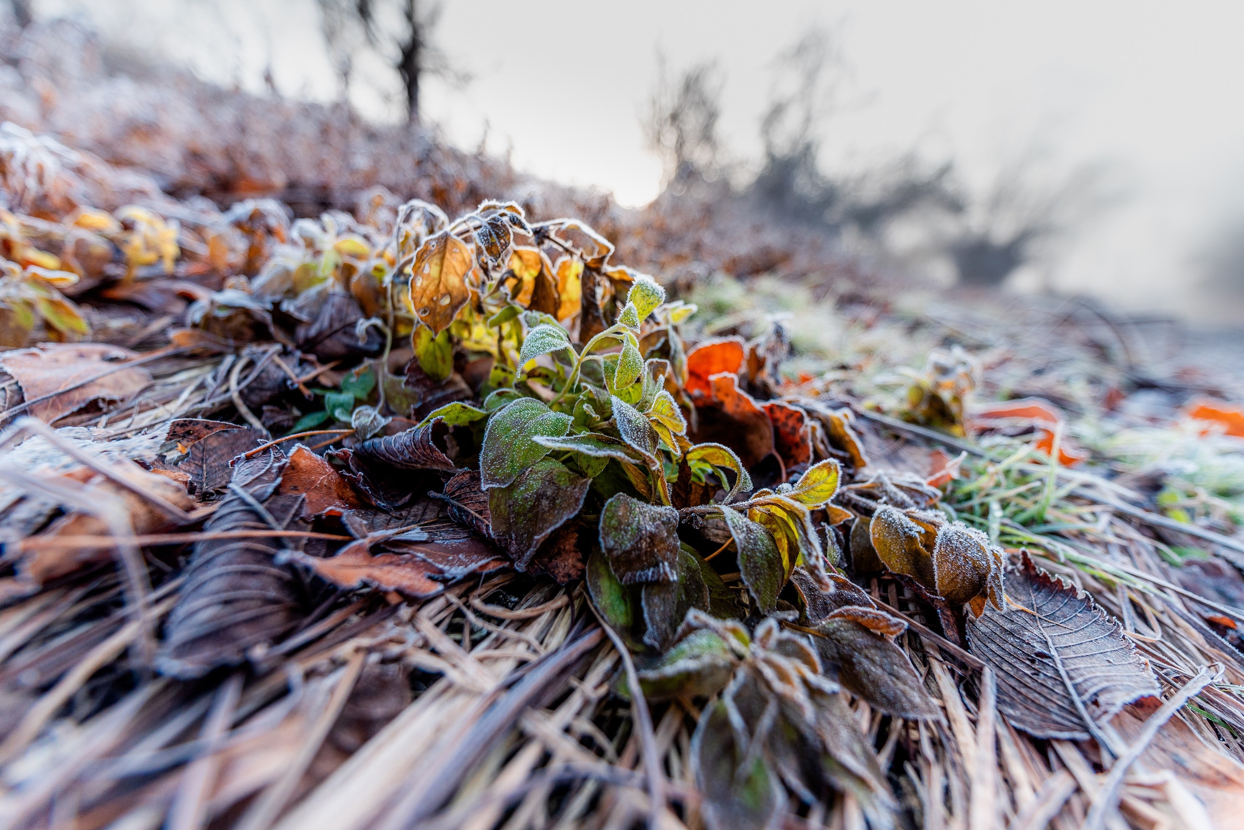 Фотографии утреннего тумана под Волжским. Фотограф в Волгограде и Волжском Александр Горбань