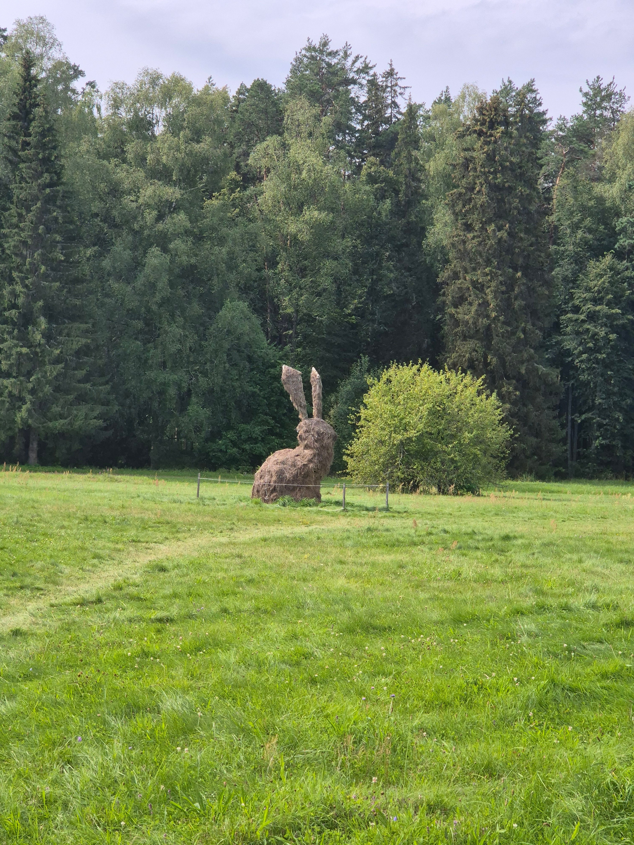 Усадьба "Михайловское". Заяц великан встречает на лугу